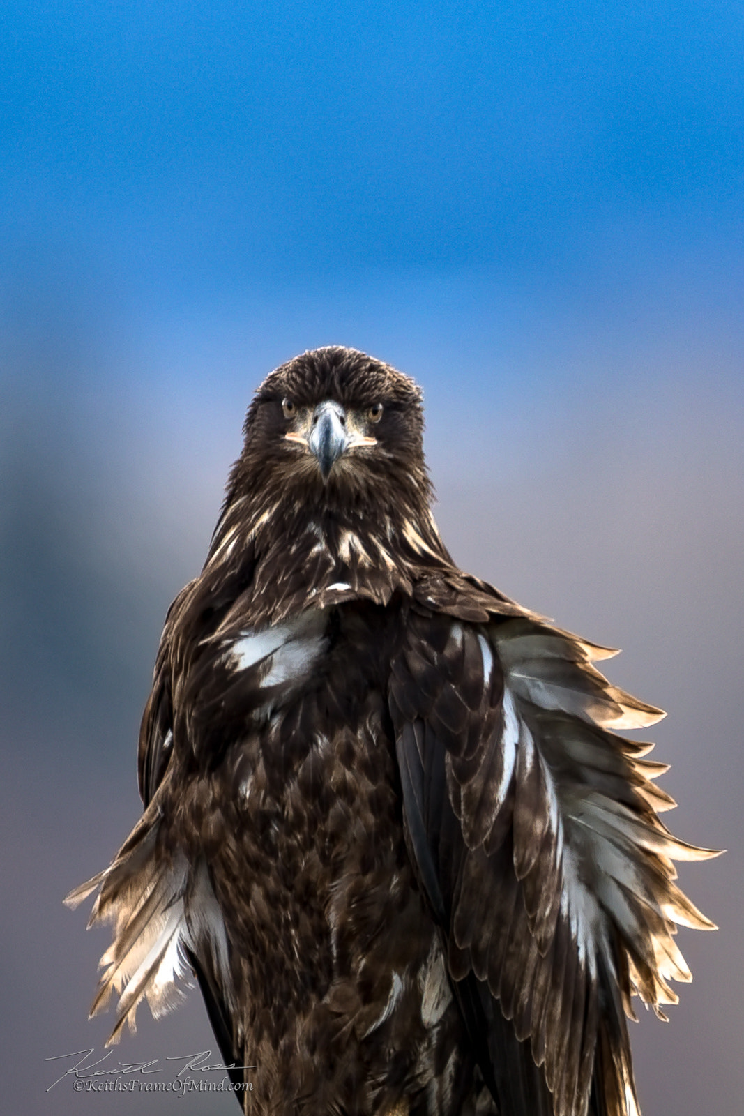 Canon EF 600mm F4L IS II USM sample photo. 354. bald eagle juvenile photography