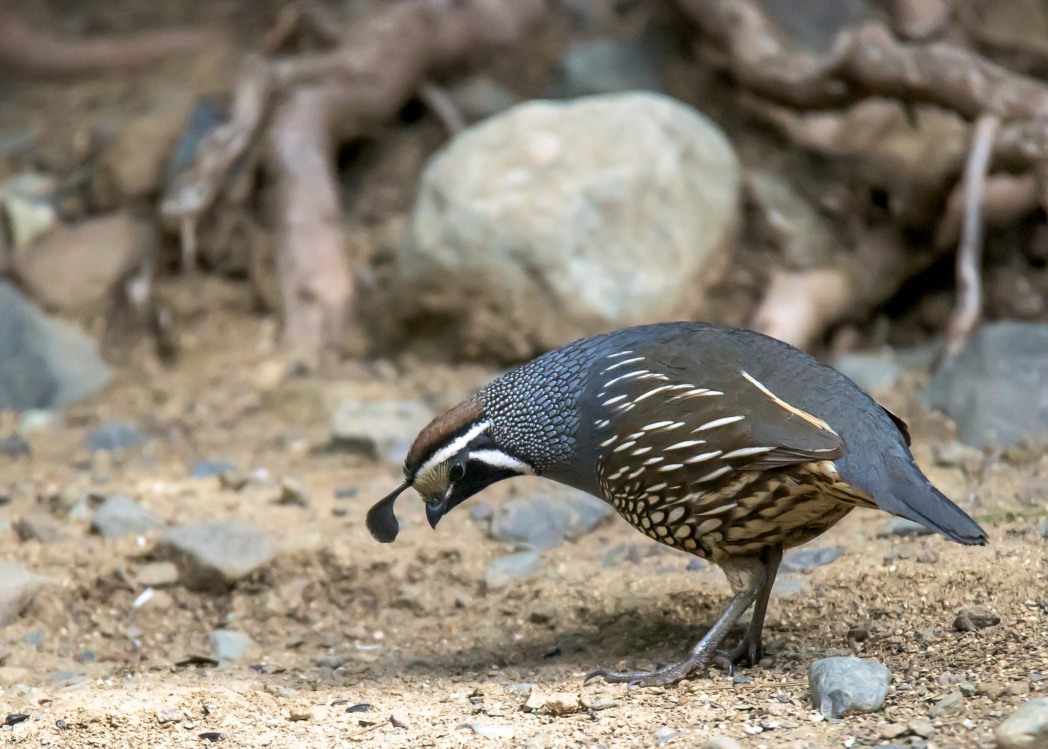 Nikon D810 sample photo. California quail photography