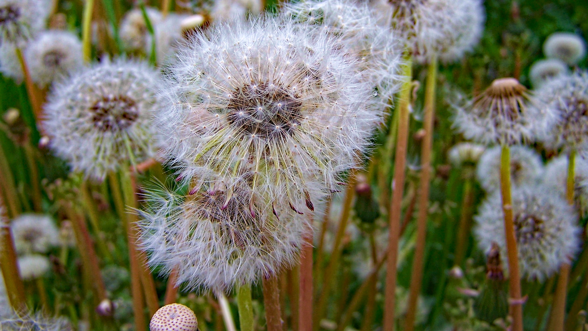 Kodak DX7590 ZOOM DIGITAL CAMERA sample photo. Dandy lion photography