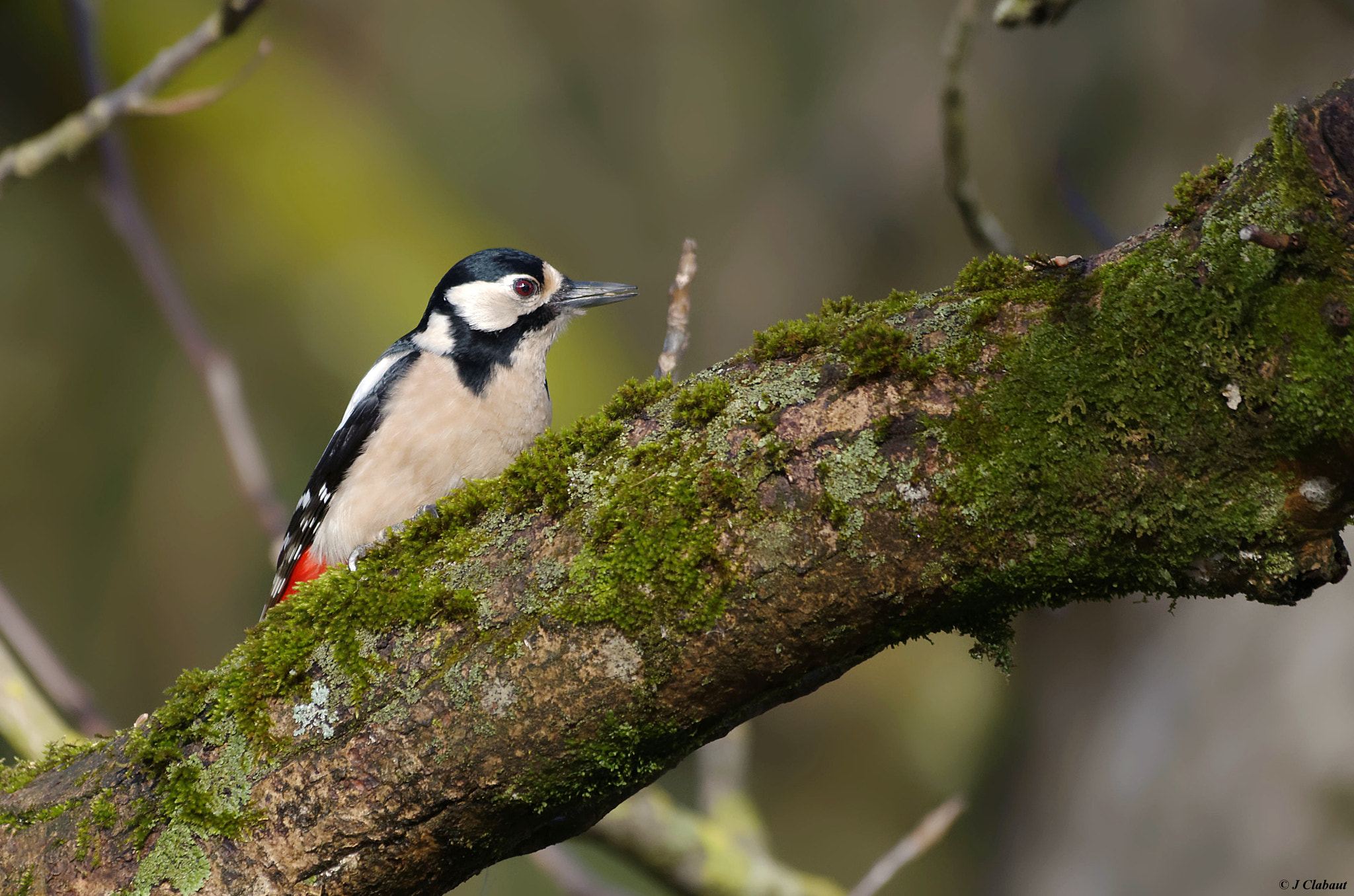 Pentax K-5 + Sigma 150-500mm F5-6.3 DG OS HSM sample photo. Pic épeiche photography