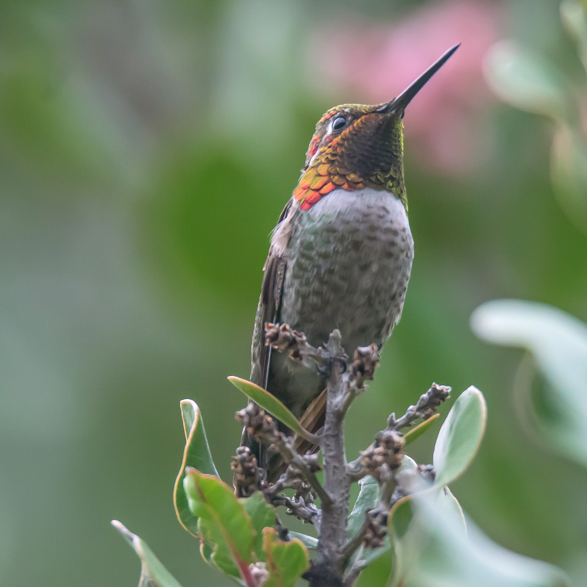 Nikon D810 sample photo. Hummingbird photography
