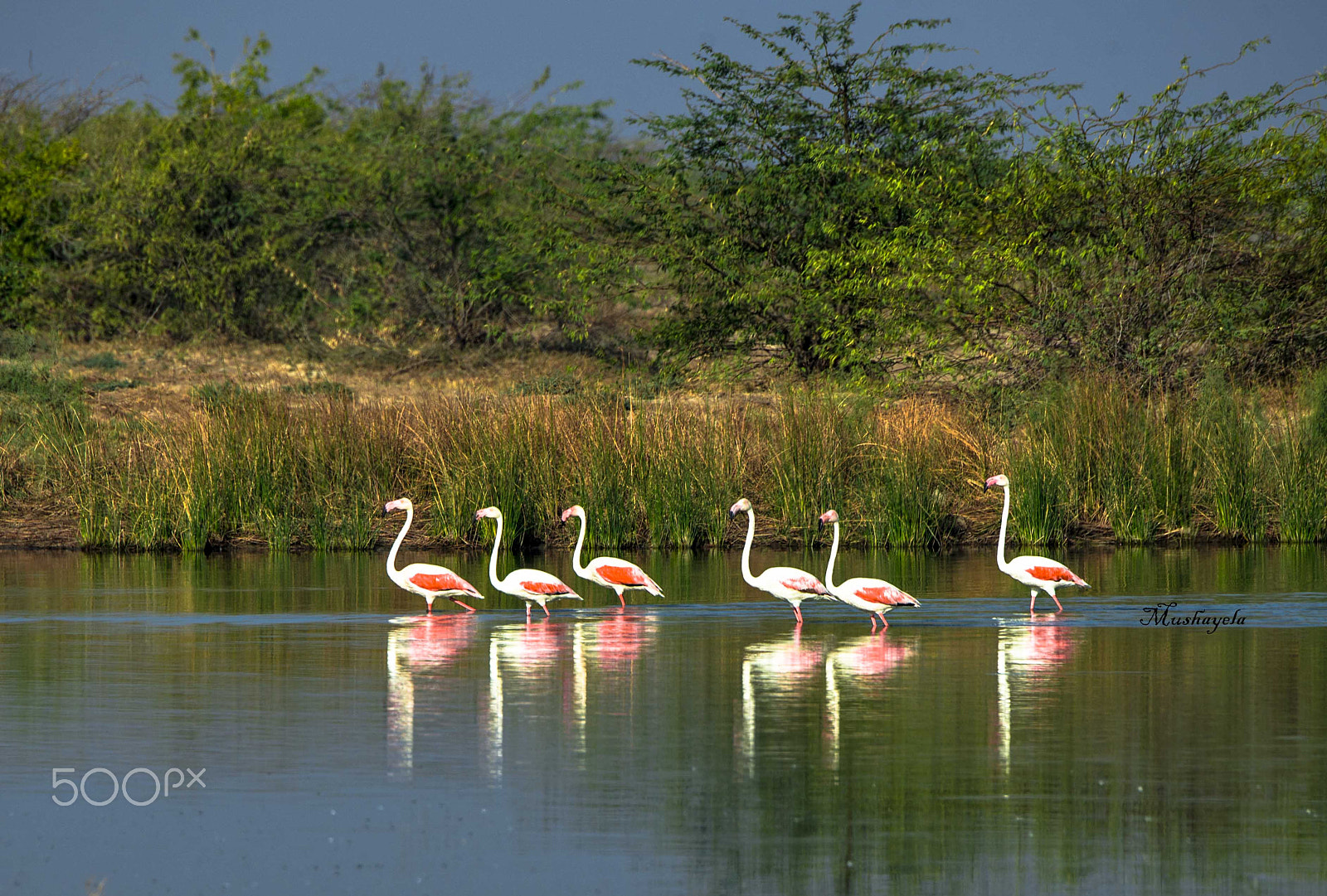 Nikon D600 sample photo. Flamingos photography