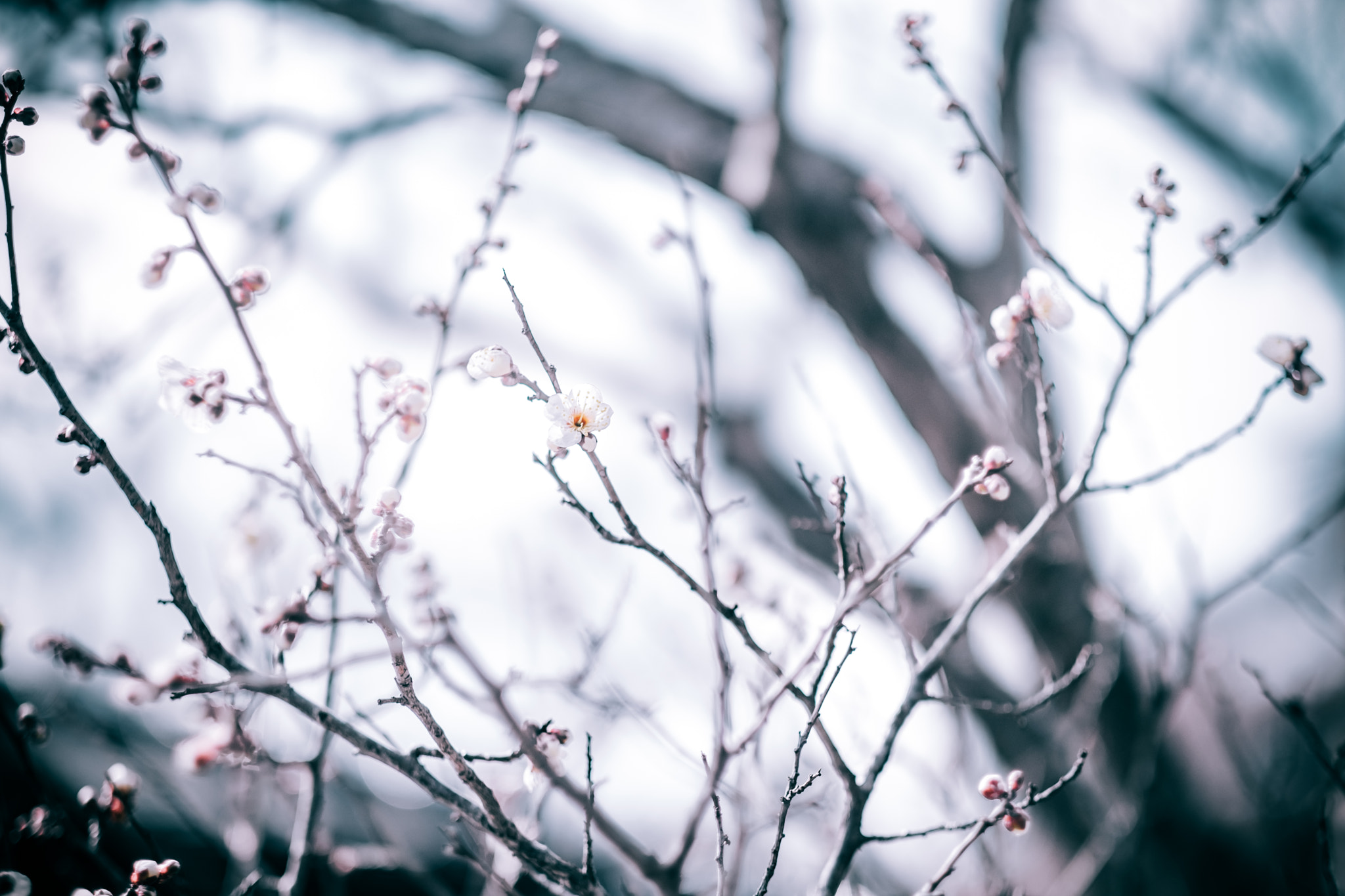 Fujifilm X-T2 + Fujifilm XF 56mm F1.2 R APD sample photo. One days photo. photography