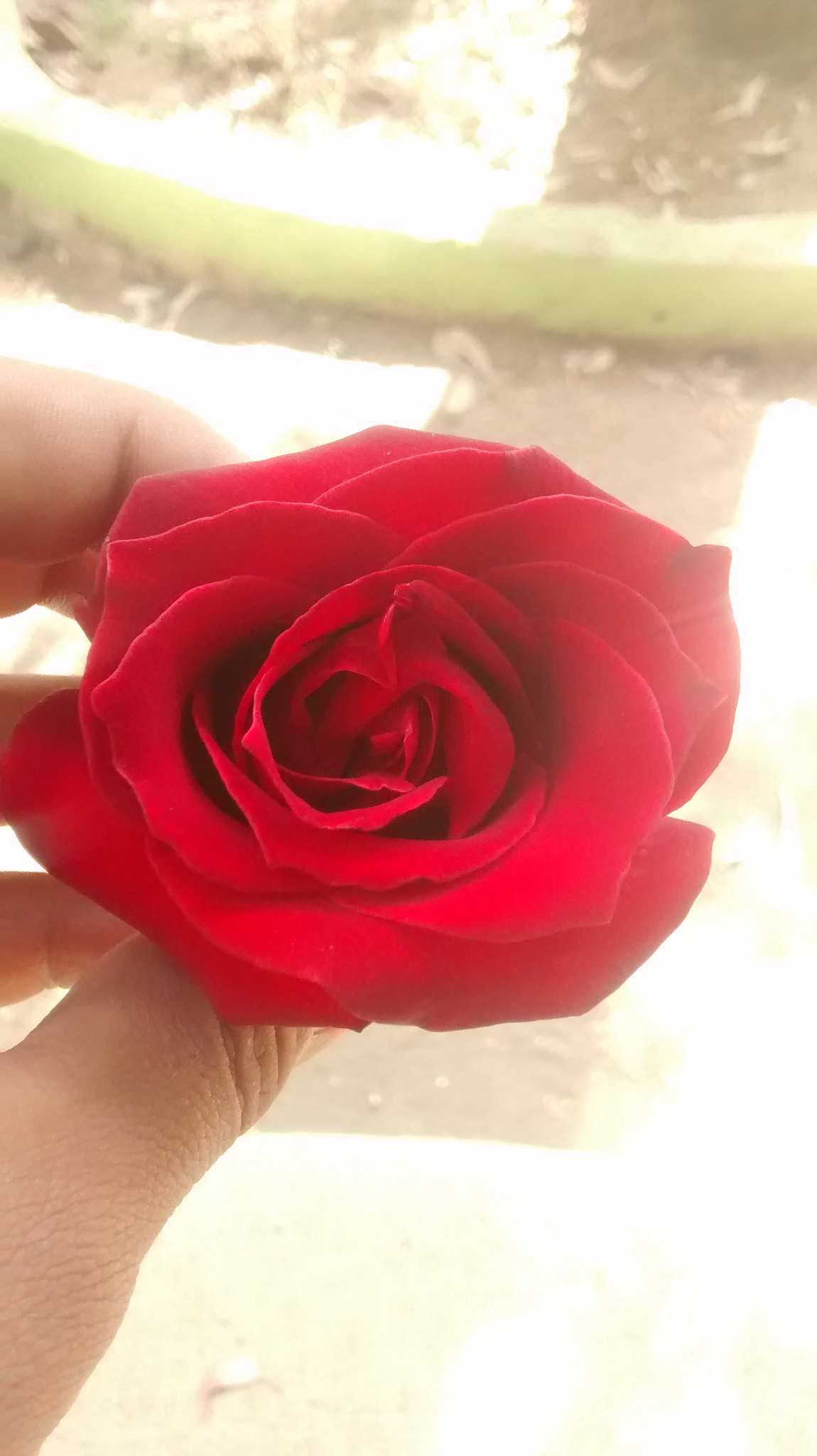 Motorola Moto G with 4G LTE (1st Gen) sample photo. The rose photography