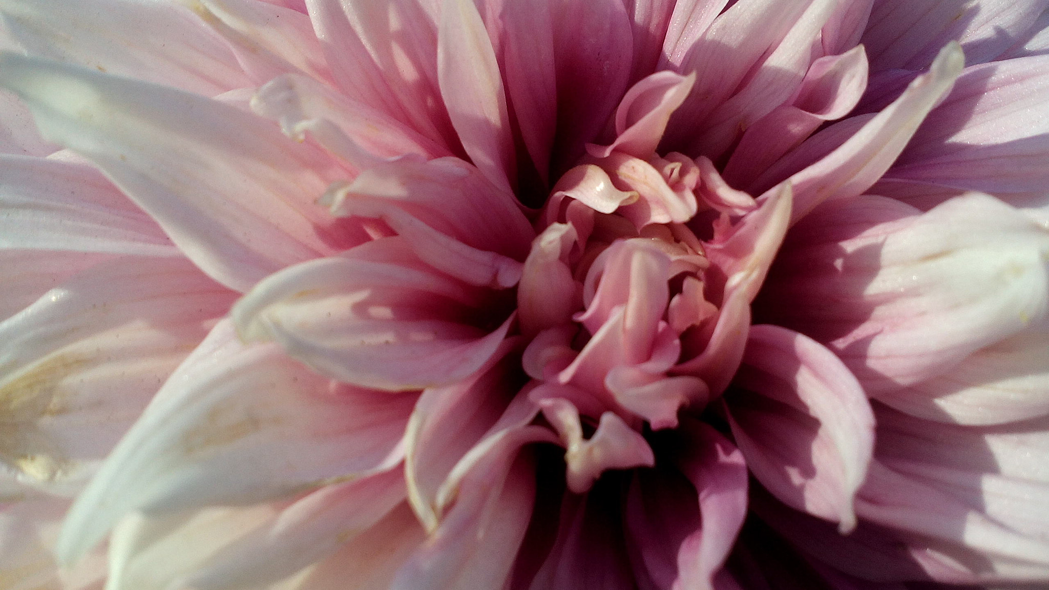 vivo Y11 sample photo. Pink dahlia  gorgeous photography