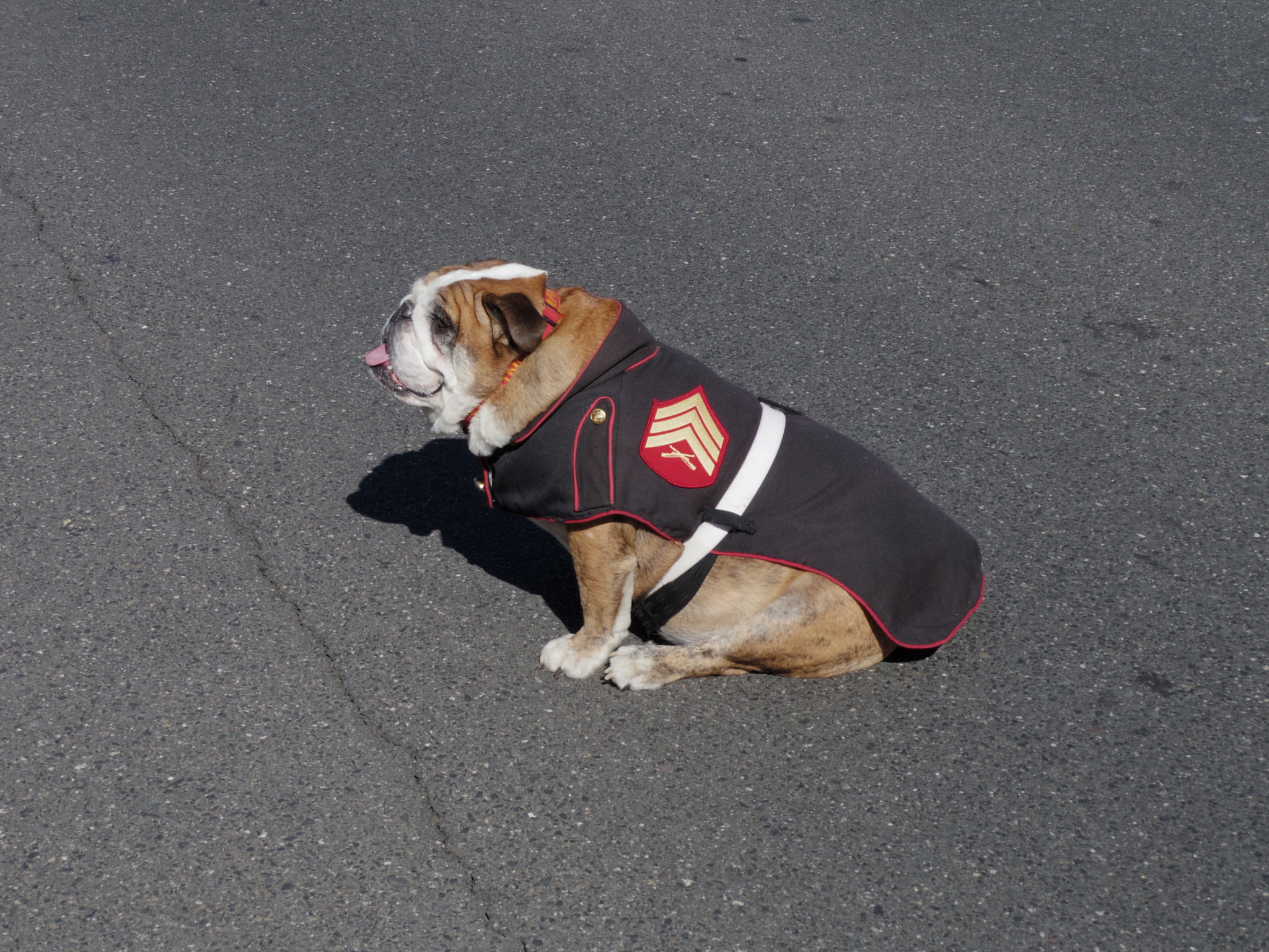 Pentax 02 Standard Zoom sample photo. Marine dog photography