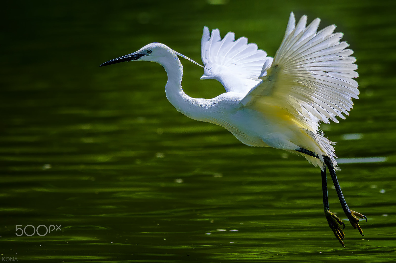 Nikon AF-S Nikkor 400mm F2.8G ED VR II sample photo. Sagi photography