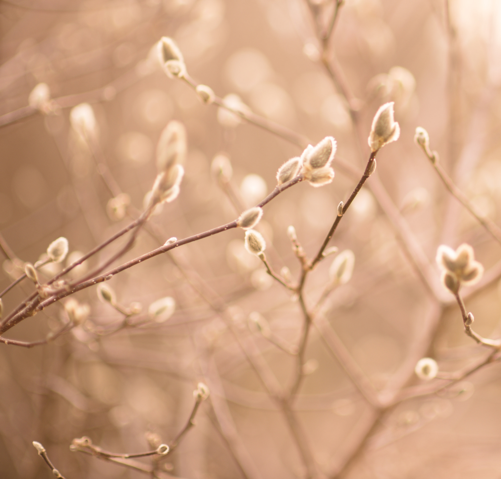 Nikon D610 + Nikon AF-S Nikkor 85mm F1.4G sample photo. Signs of spring photography