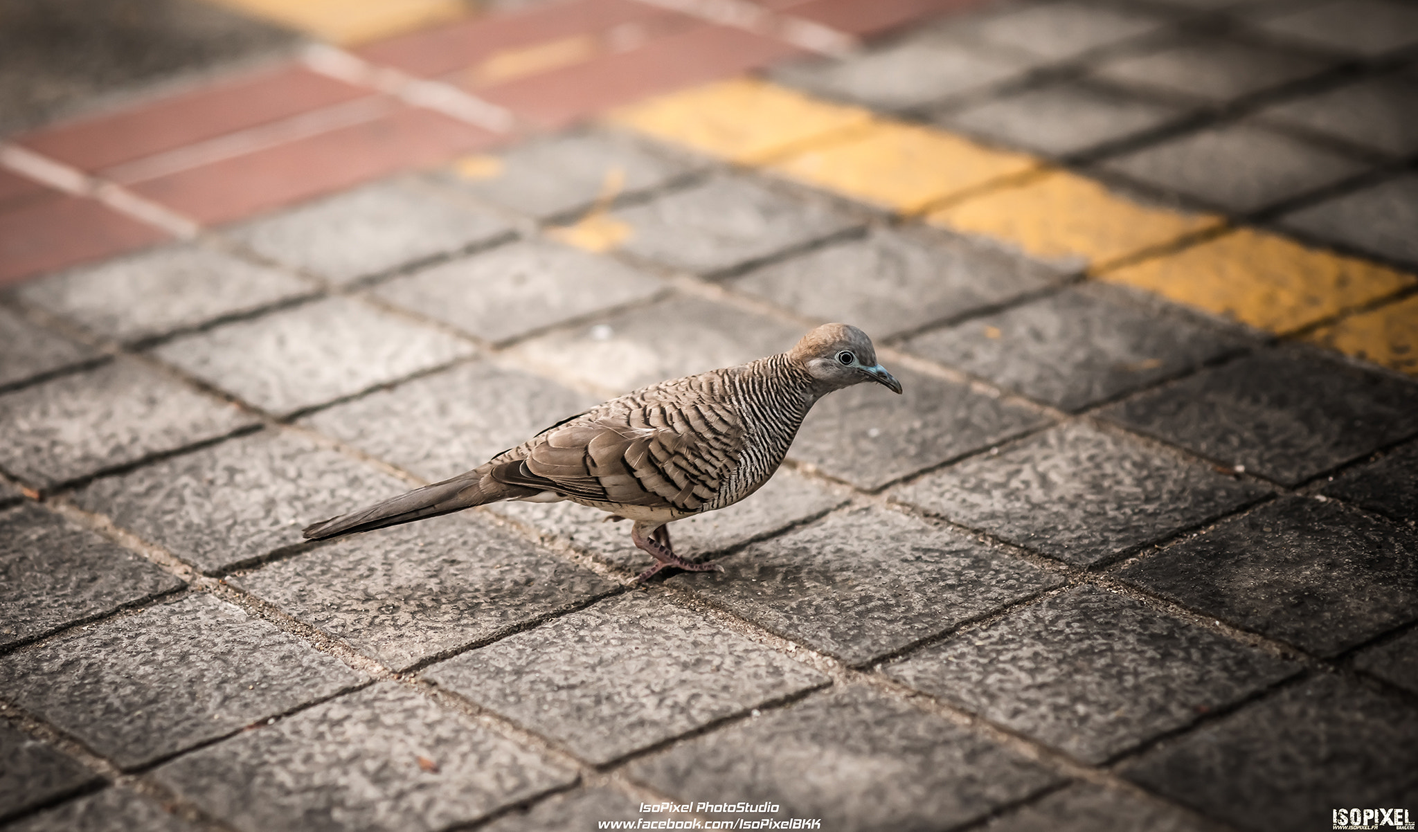 Nikon D800 + AF Nikkor 85mm f/1.8 sample photo. Bird of thailand photography