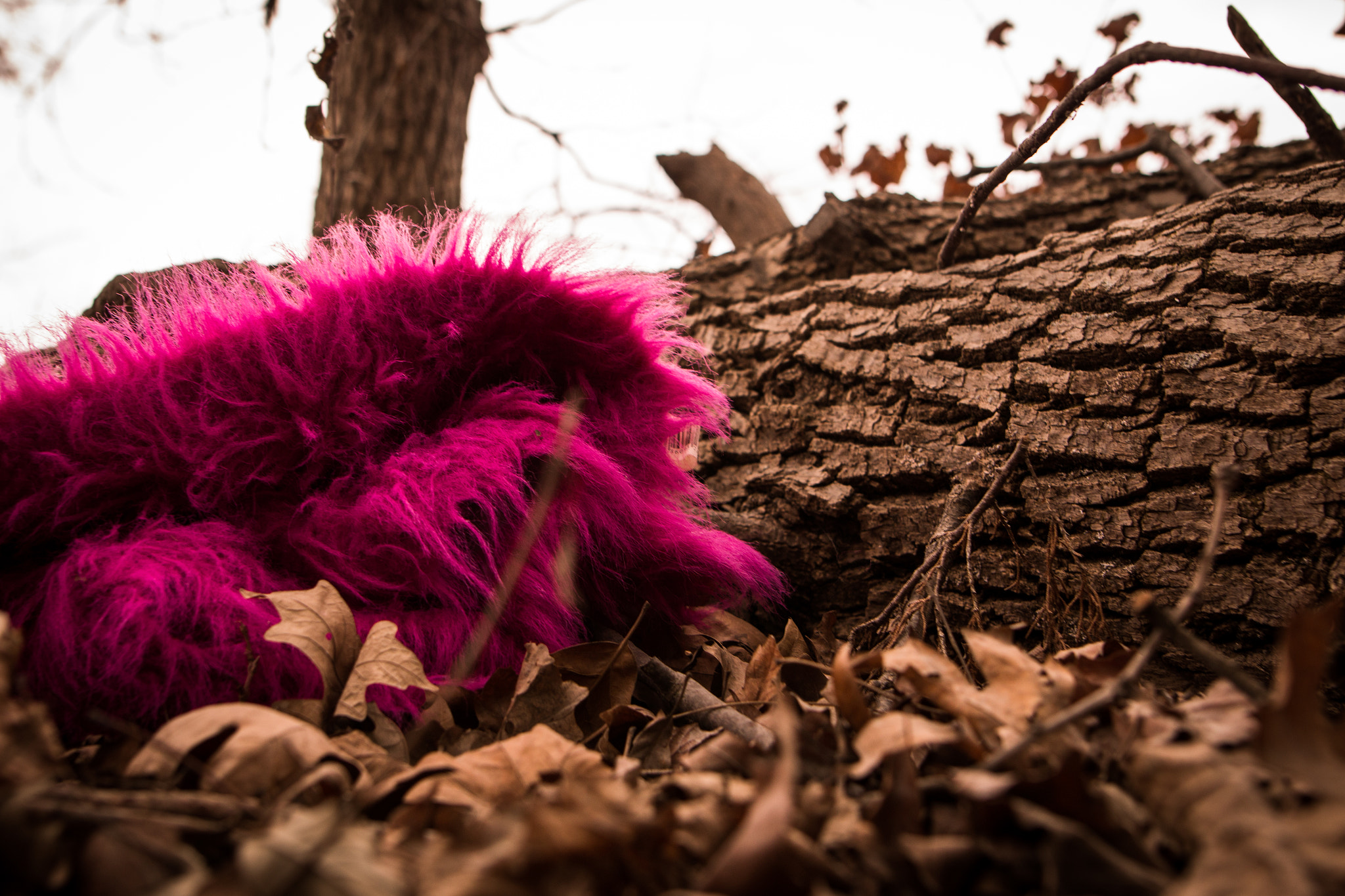 Sigma 24mm F1.4 DG HSM Art sample photo. Misplaced photography