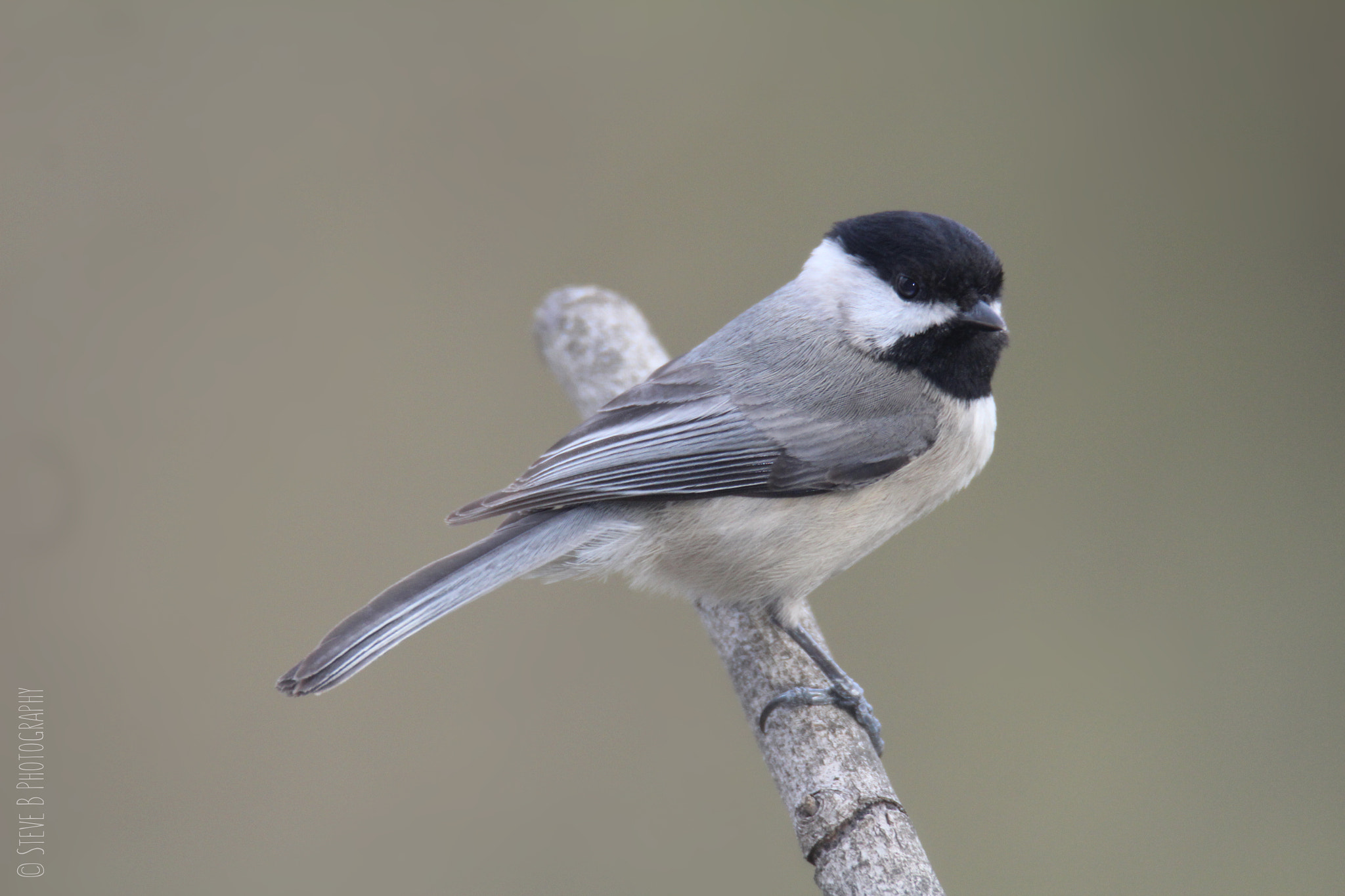 Tamron SP 150-600mm F5-6.3 Di VC USD sample photo. Black capped chickadee photography