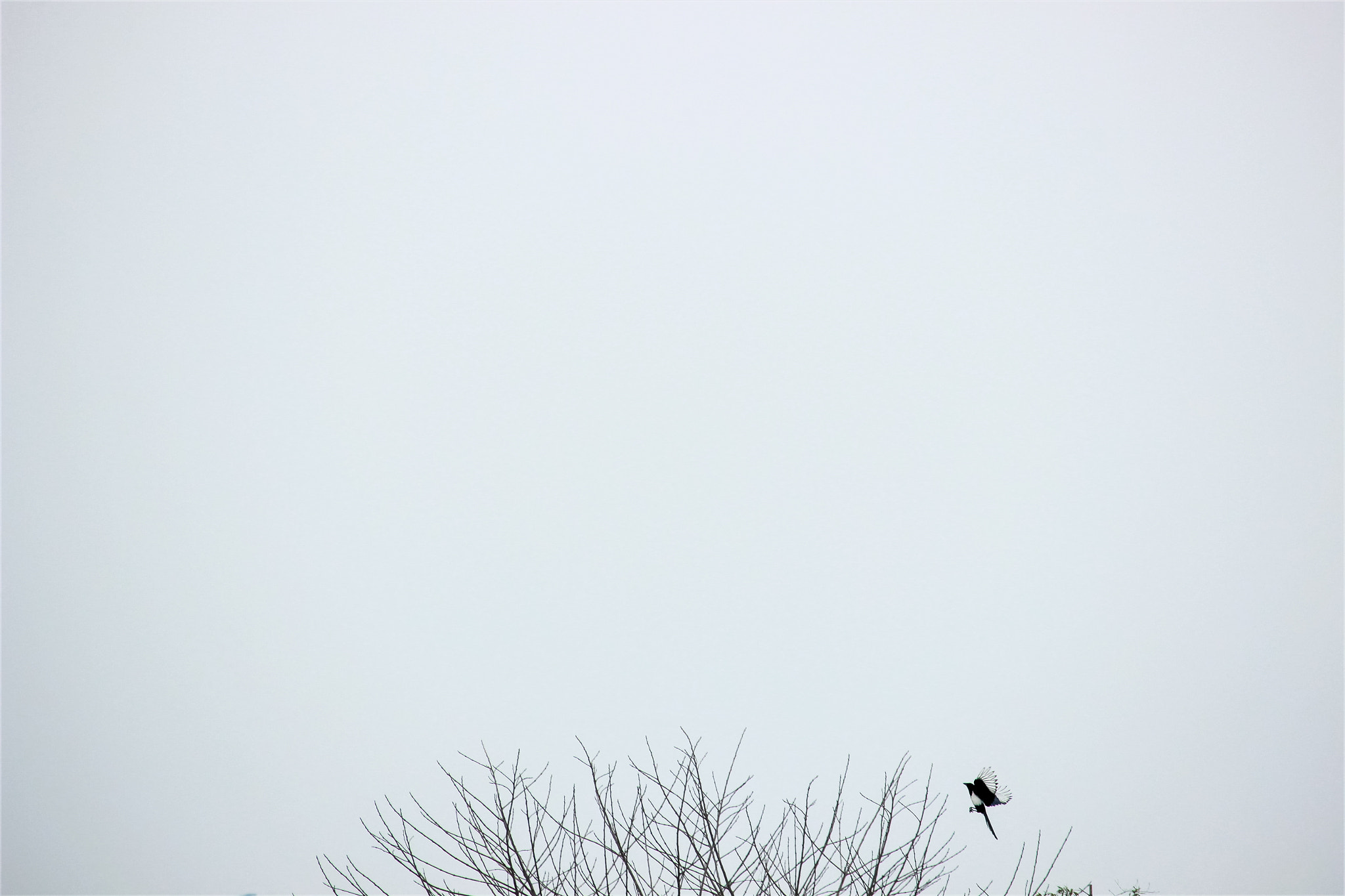 Canon EF-S 55-250mm F4-5.6 IS STM sample photo. 喜上枝头 photography
