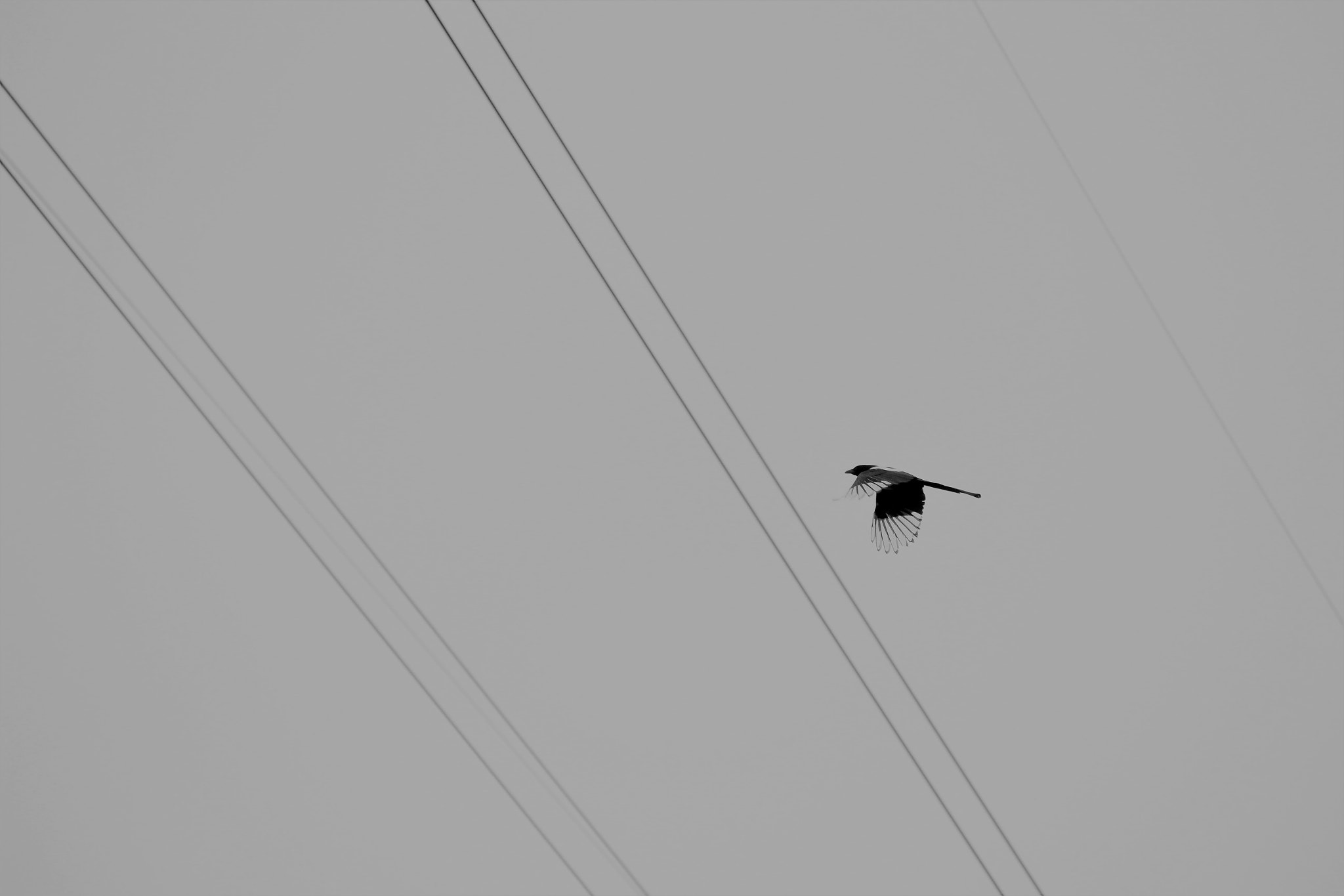 Canon EF-S 55-250mm F4-5.6 IS STM sample photo. Xi'que photography