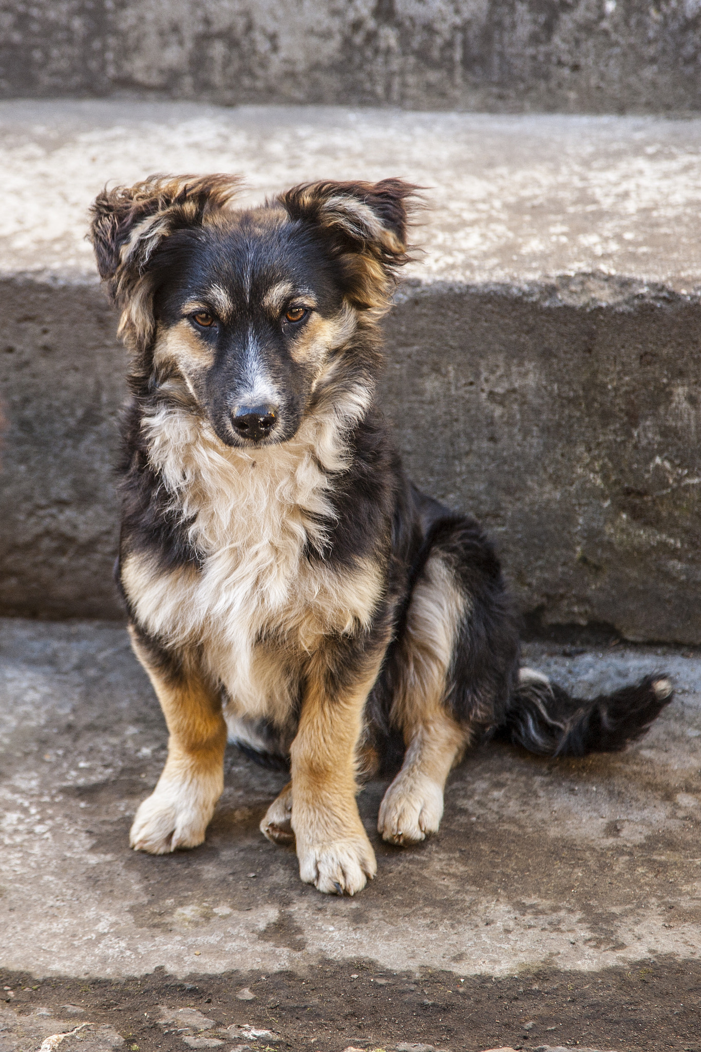 Canon EOS-1Ds Mark III sample photo. Perro photography