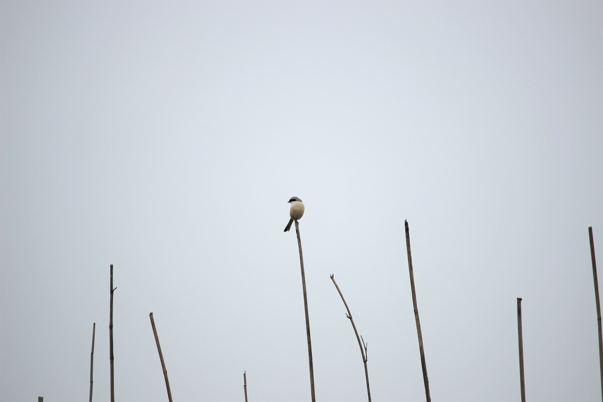 Canon EF-S 55-250mm F4-5.6 IS STM sample photo. Xiao'niao photography