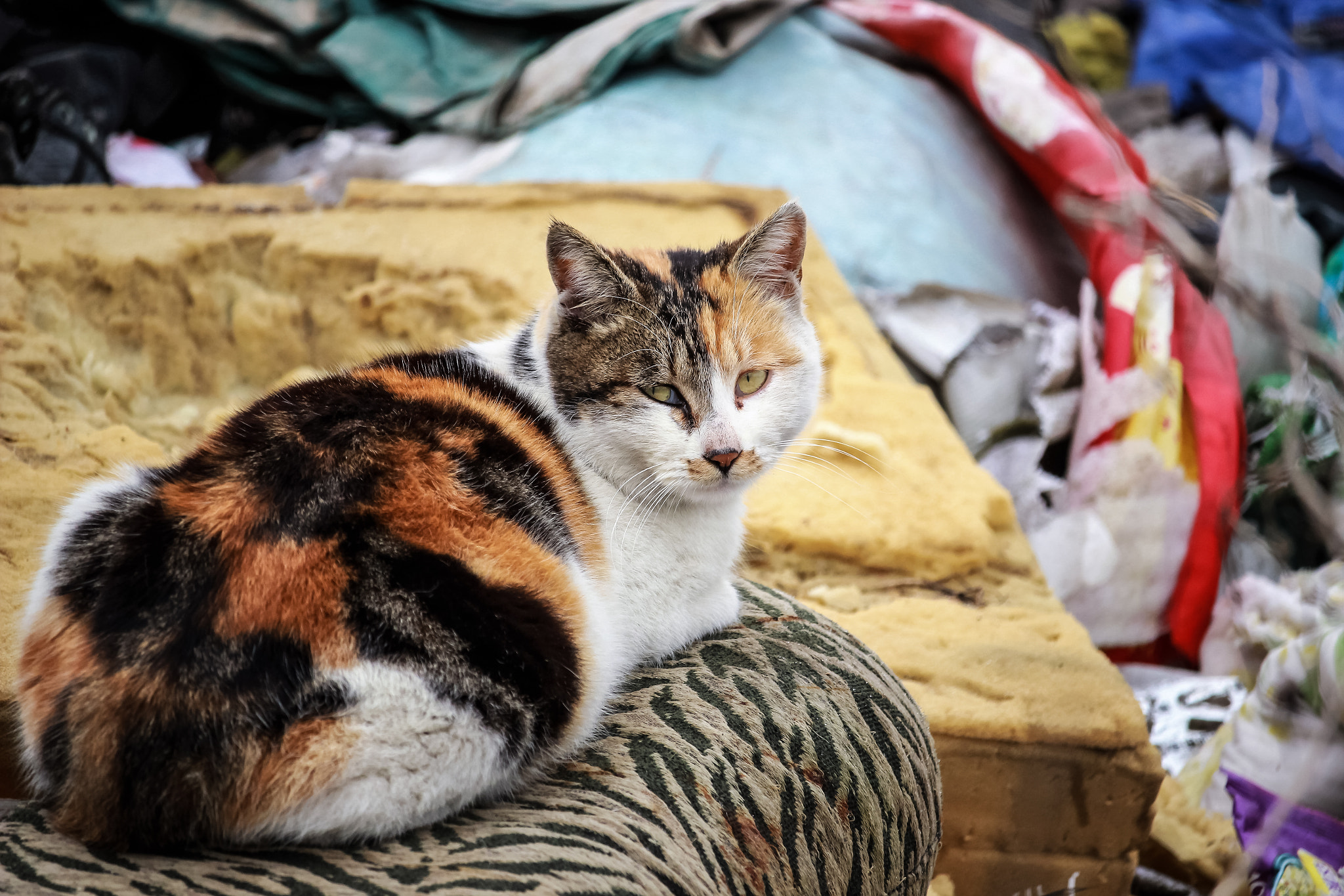 Canon EF-S 55-250mm F4-5.6 IS STM sample photo. A cat photography