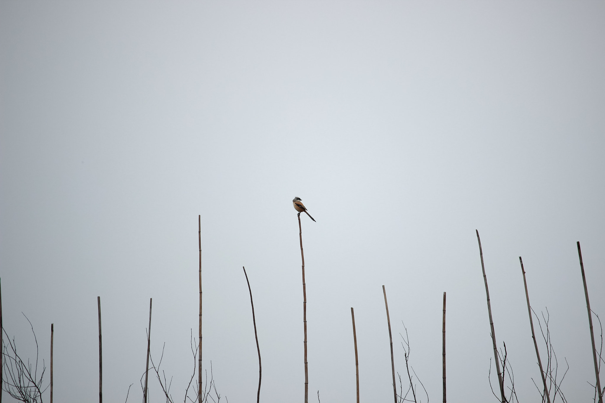 Canon EF-S 55-250mm F4-5.6 IS STM sample photo. Xiao'niao photography
