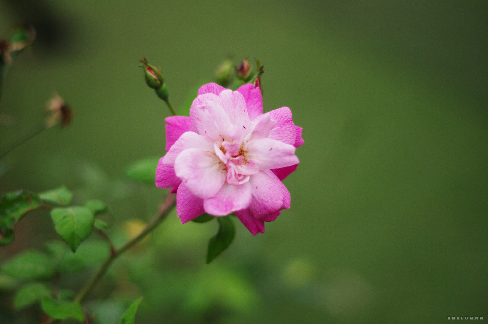 Pentax K-7 + Pentax smc DA 50mm F1.8 sample photo. Imgp photography