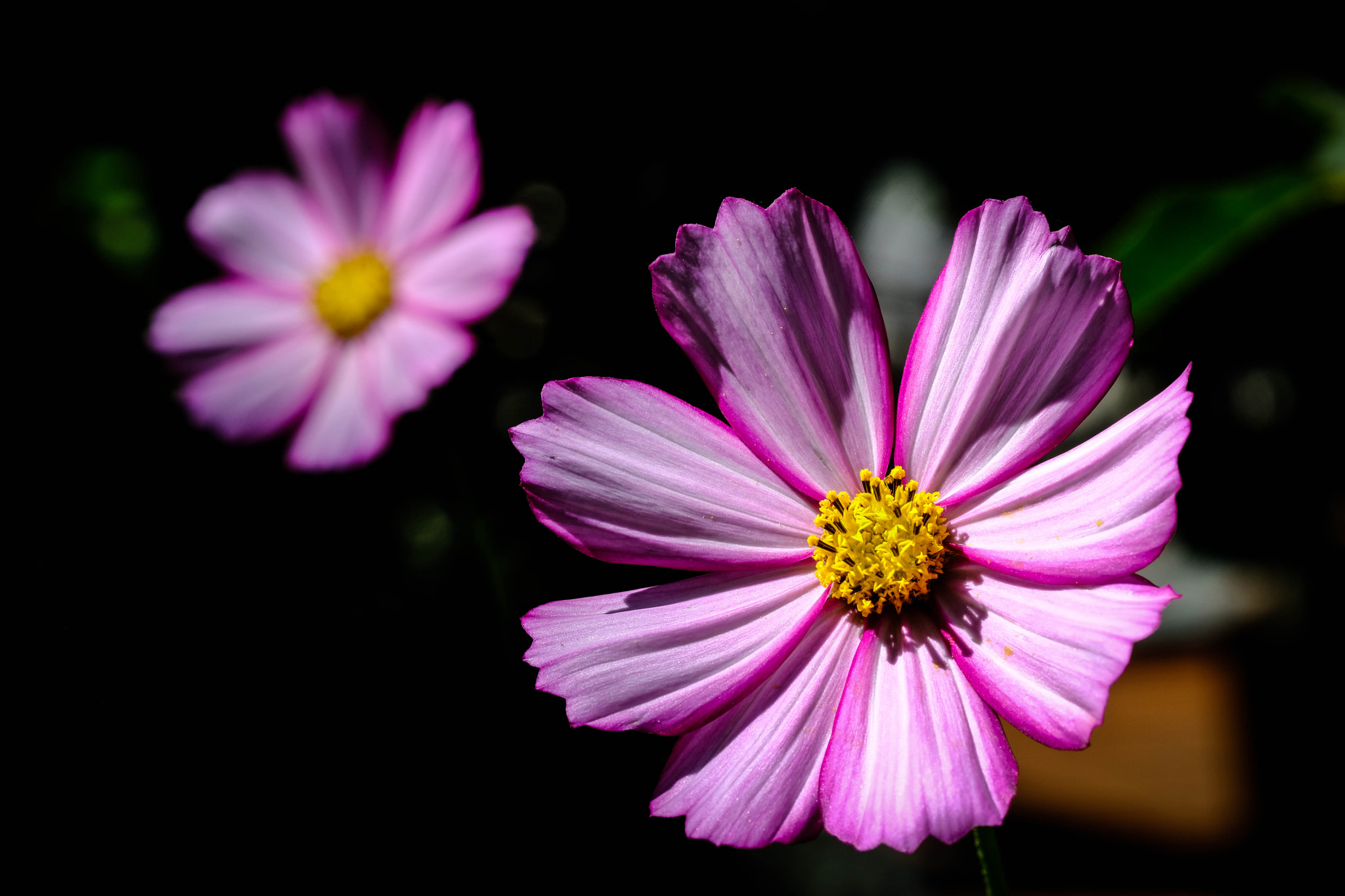 Fujifilm X-Pro2 + Fujifilm XF 60mm F2.4 R Macro sample photo. Focus photography