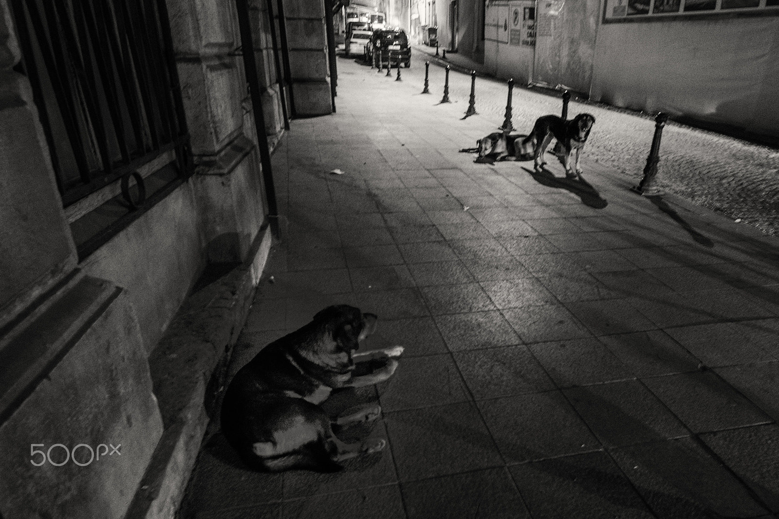 Nikon D7000 + Tokina AT-X Pro 11-16mm F2.8 DX sample photo. Street dogs of istanbul photography