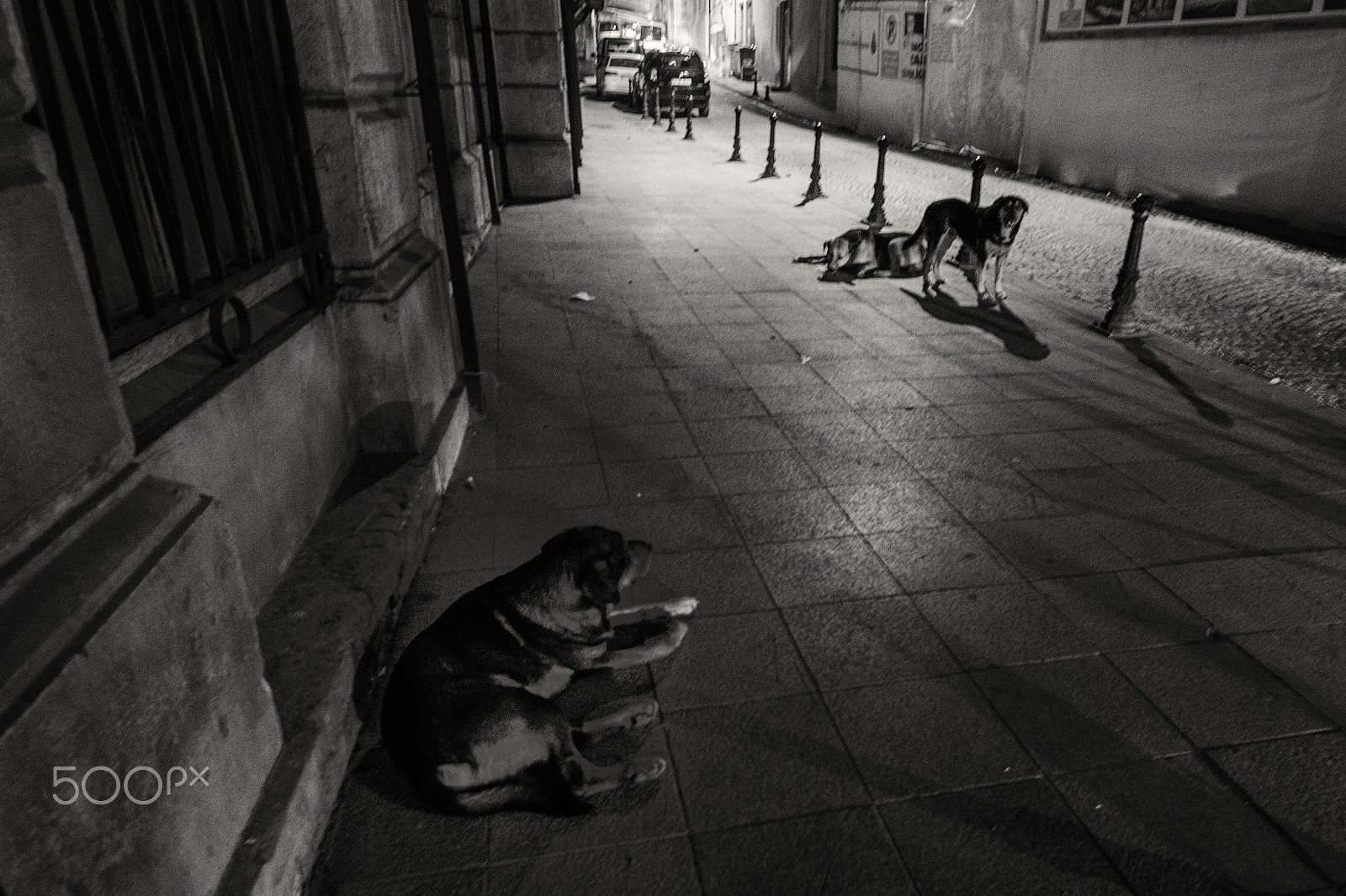 Tokina AT-X Pro 11-16mm F2.8 DX sample photo. Street dogs of istanbul photography