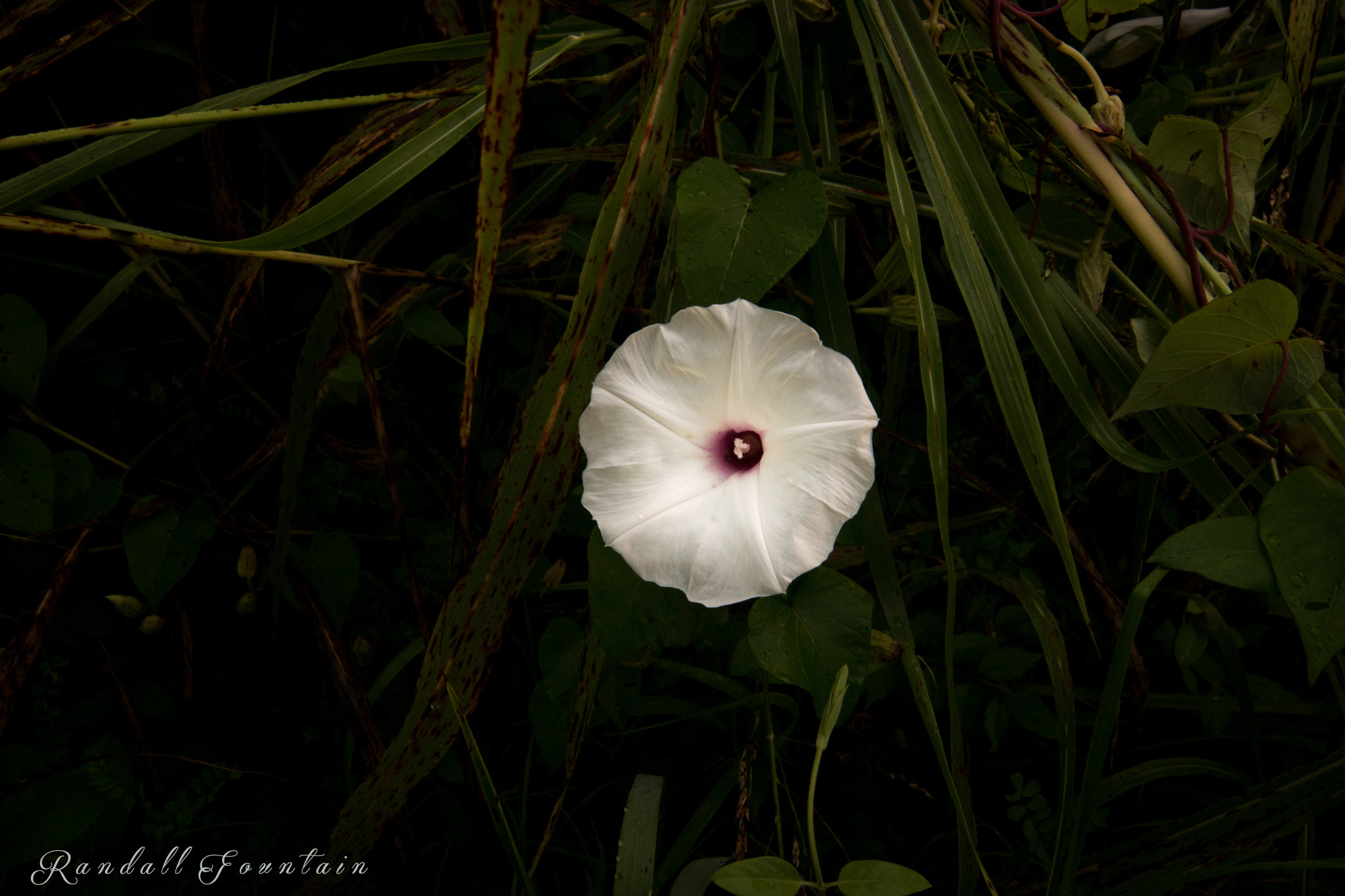 Sony ILCA-77M2 + 20mm F2.8 sample photo. All is well photography