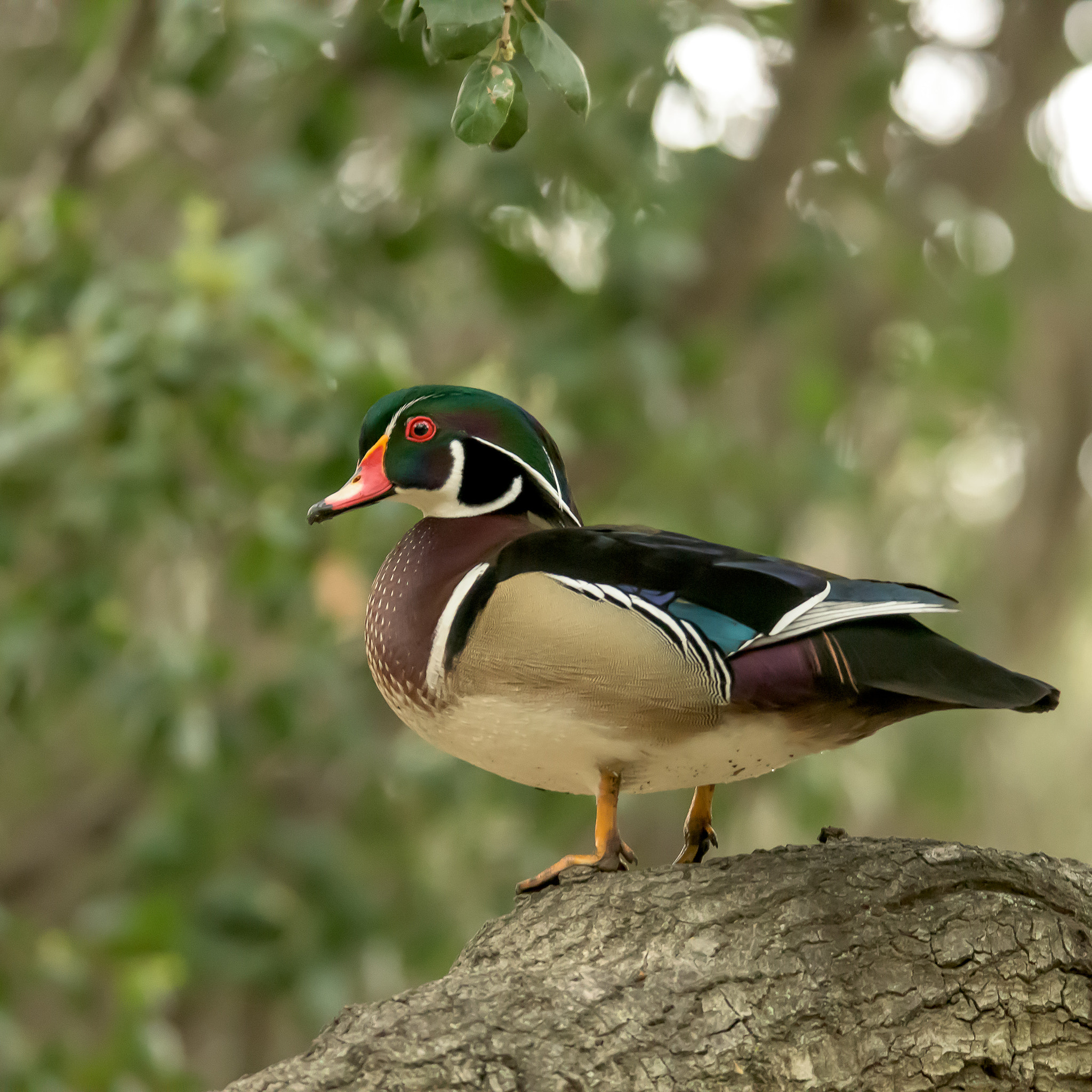 Nikon D810 sample photo. Wood duck in a tree! photography