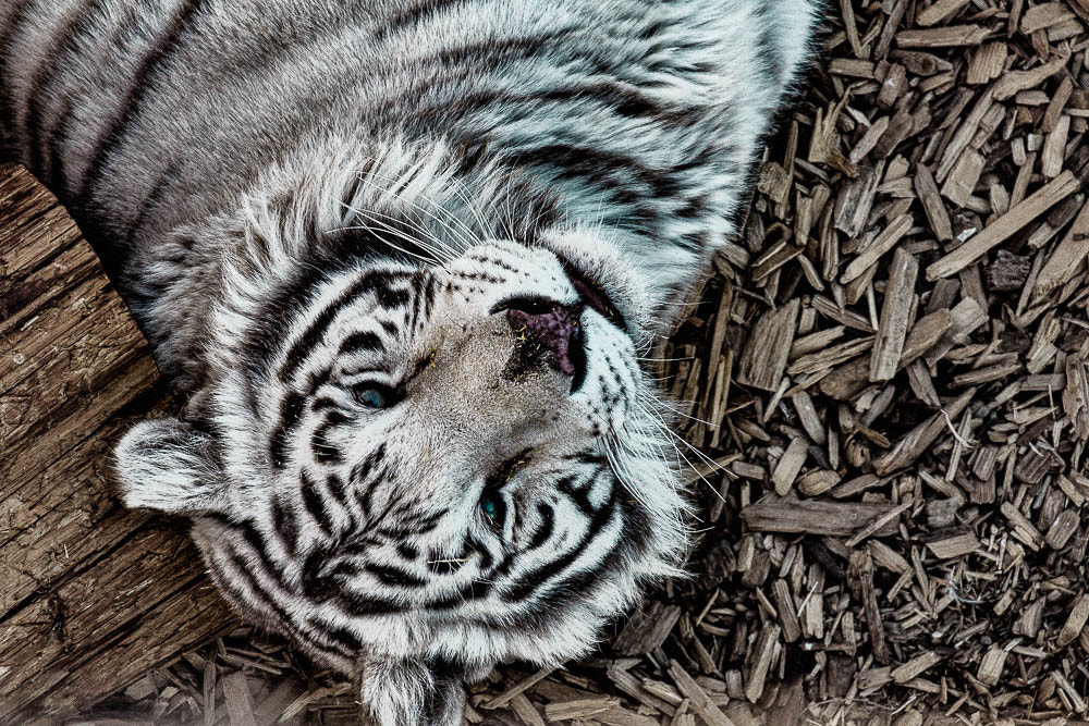Sigma 18-250mm F3.5-6.3 DC OS HSM sample photo. Blue eyes photography