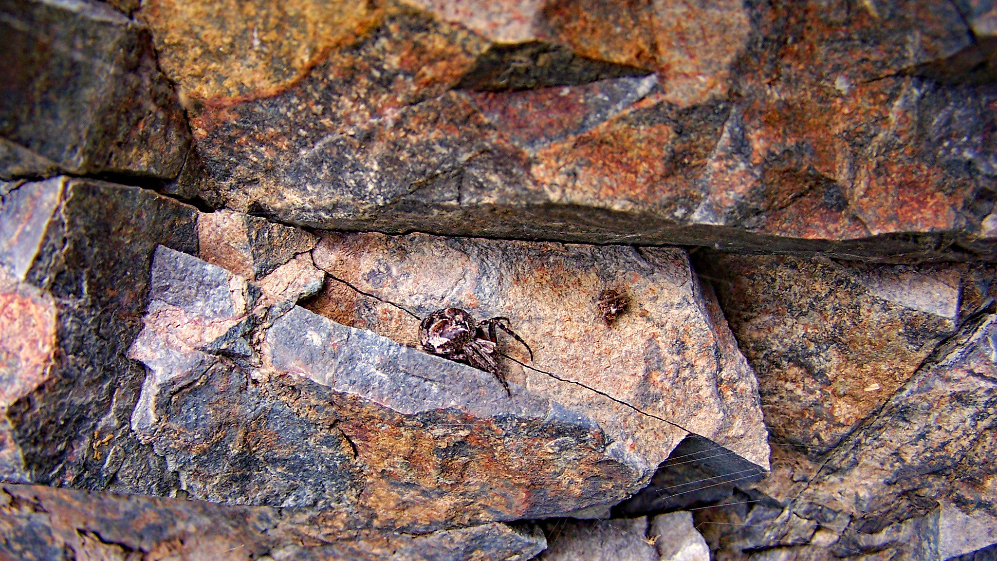 Kodak DX7590 ZOOM DIGITAL CAMERA sample photo. Rock spider photography