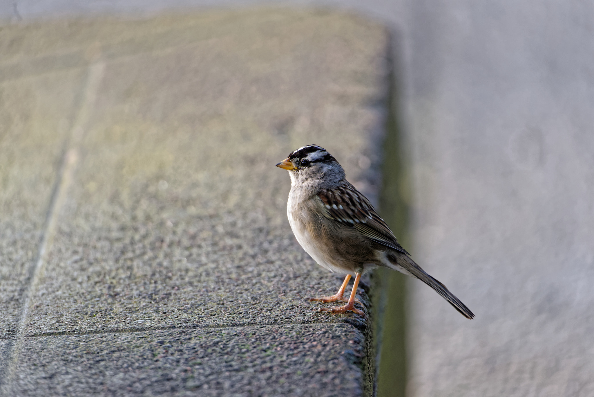 Nikon D800 + Sigma 150-600mm F5-6.3 DG OS HSM | S sample photo. White-crowned sparrow photography