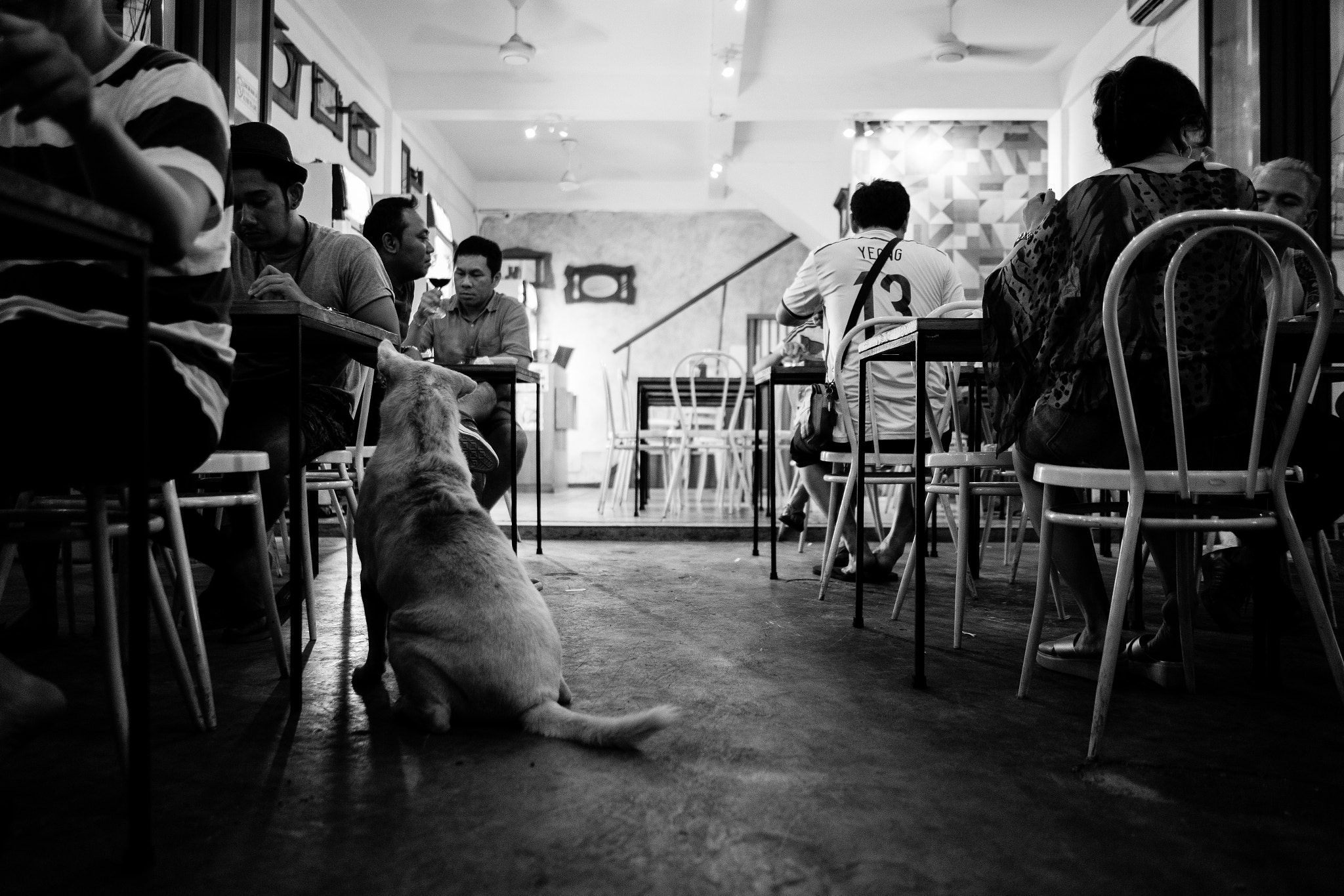 Sony FE 28mm F2 sample photo. Hunger dog photography