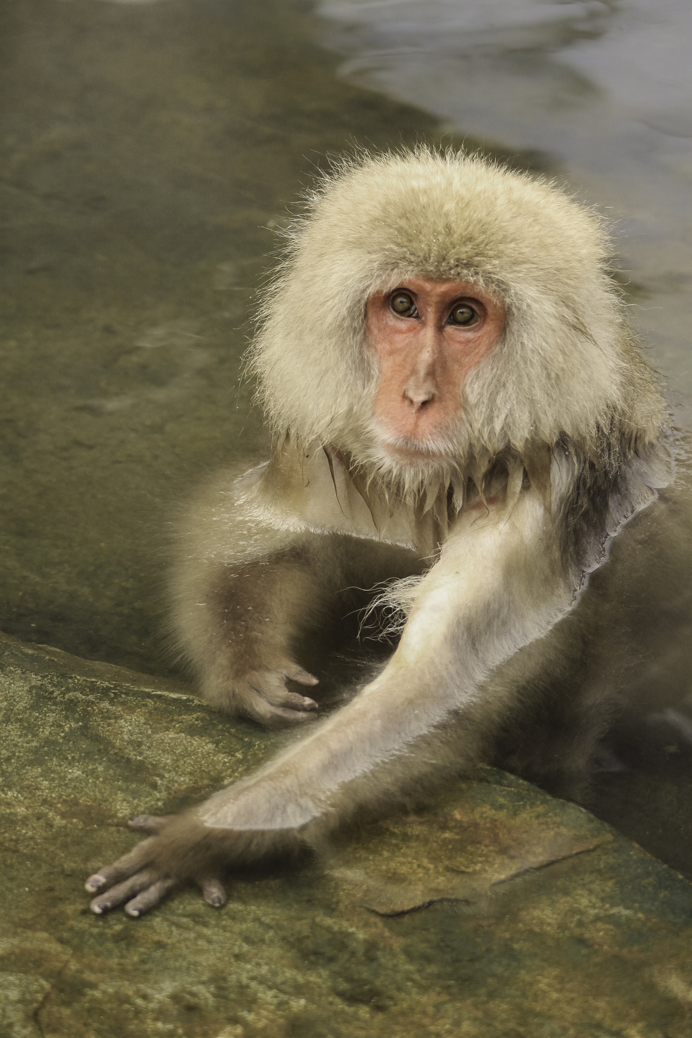 Sigma 70-200mm F2.8 EX DG OS HSM sample photo. Snow monkey bath photography