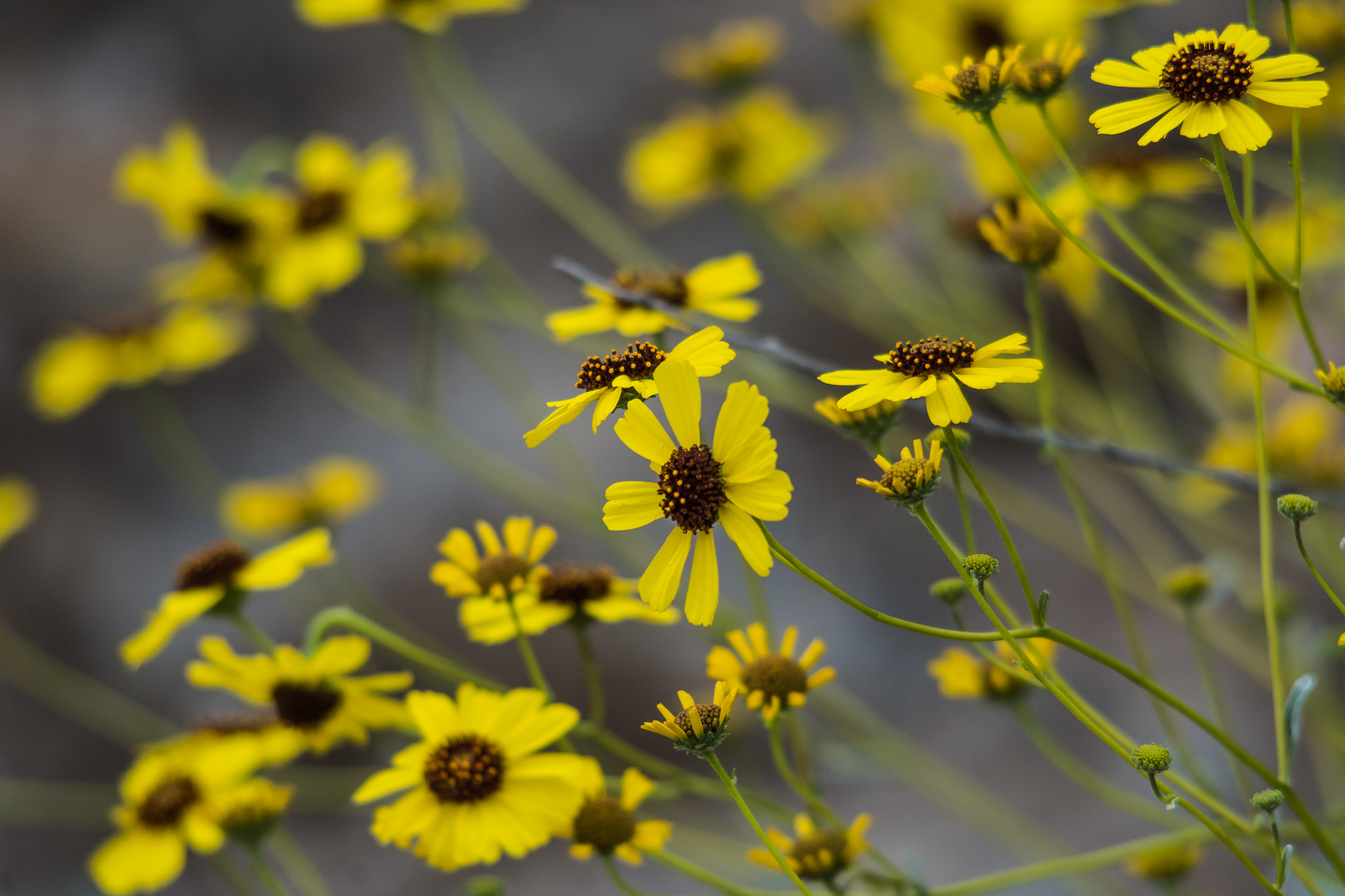Sigma 150-500mm F5-6.3 DG OS HSM sample photo. Sea of yellow photography