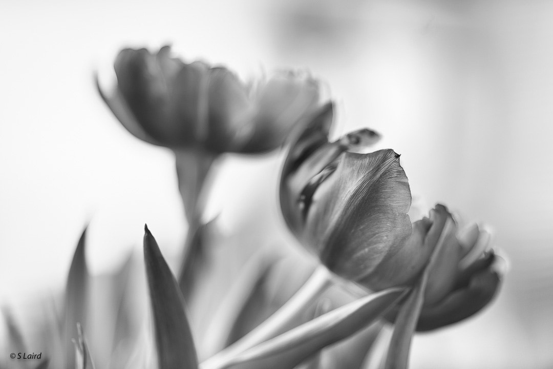 Sony a7R II + Canon EF 135mm F2L USM sample photo. Tulips photography