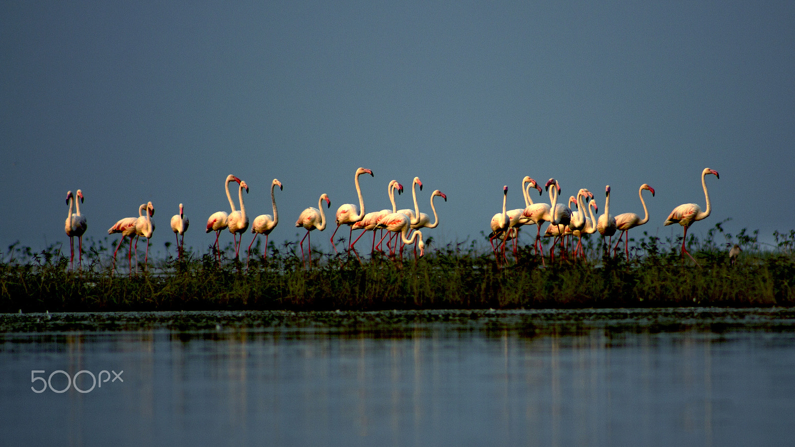 Canon EOS 60D + EF75-300mm f/4-5.6 sample photo. Greater flamingos photography