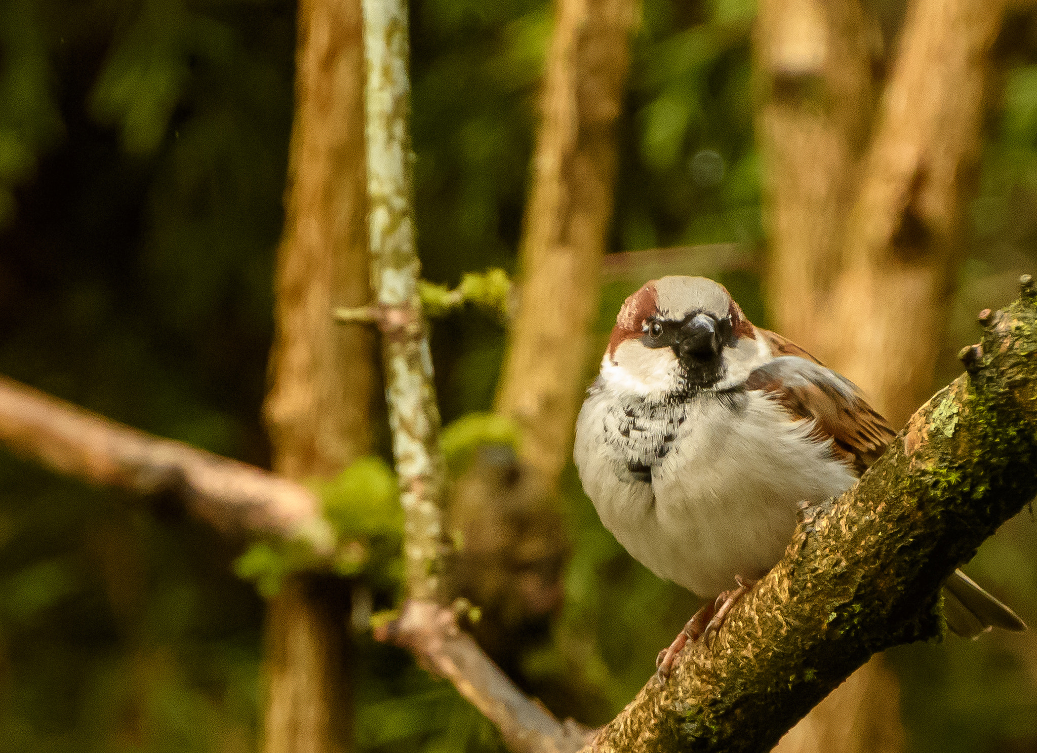 Nikon D500 sample photo. Backyard birds photography