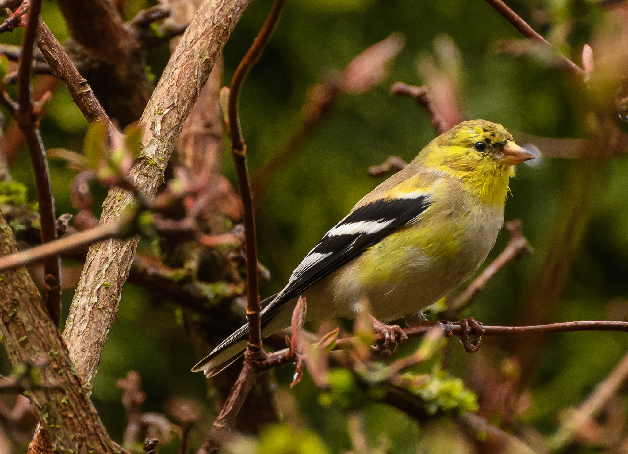 Nikon D500 sample photo. Backyard birds photography