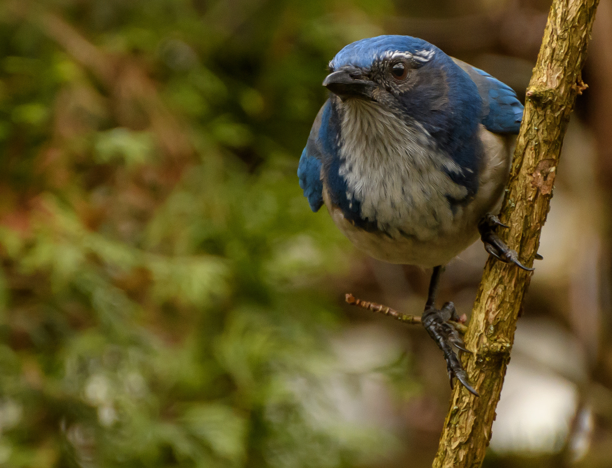 Nikon D500 sample photo. Backyard birds photography