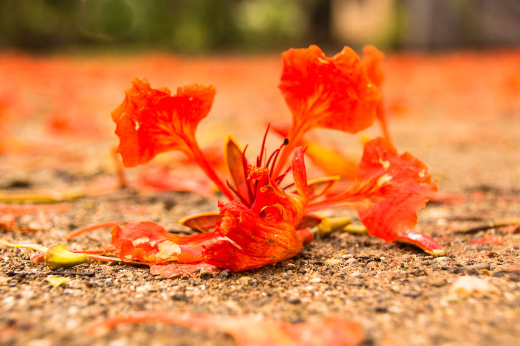 Sigma 18-250mm F3.5-6.3 DC OS HSM sample photo. The fallen blossom photography