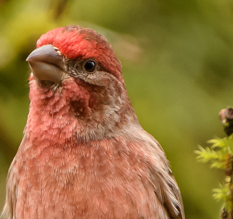 Nikon D500 sample photo. Backyard birds photography
