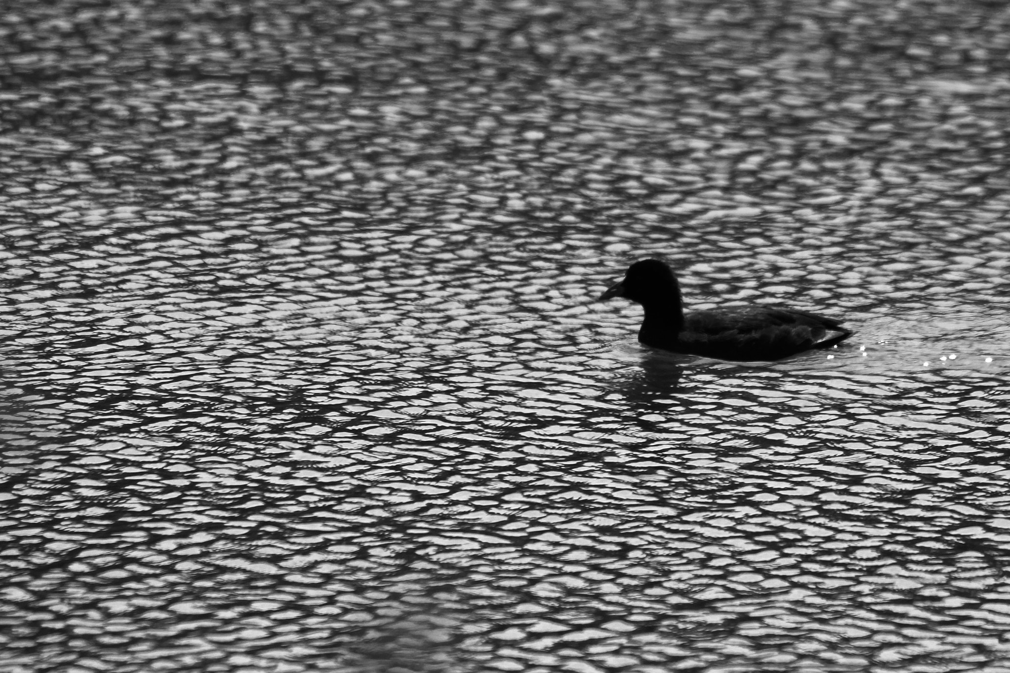Canon 150-500mm sample photo. Coot. photography