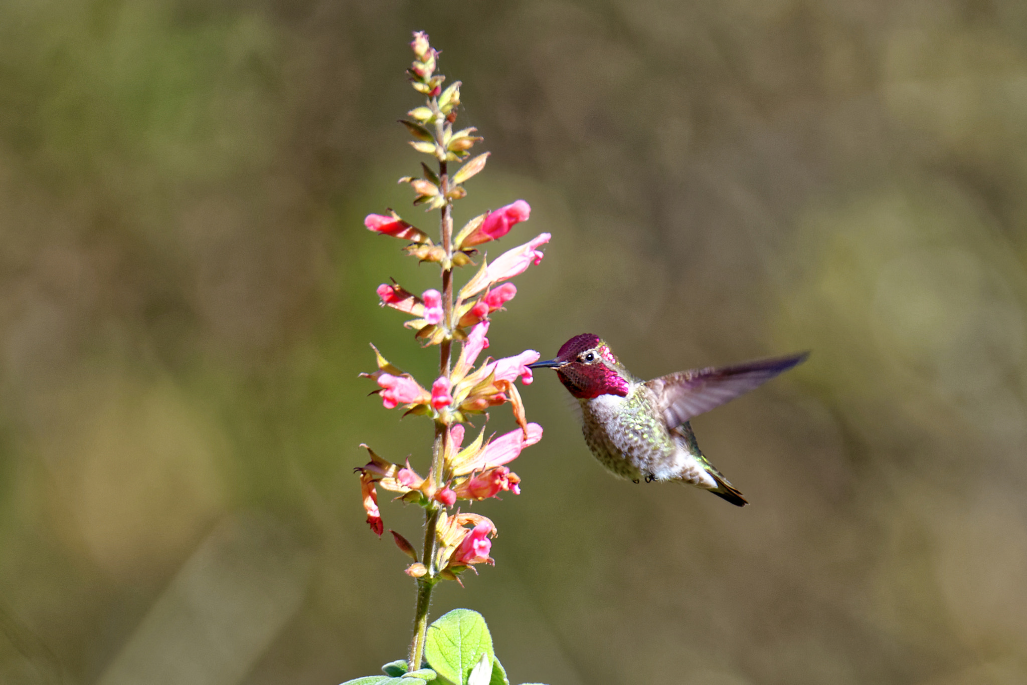 Nikon D800 + Sigma 150-600mm F5-6.3 DG OS HSM | S sample photo. Anna's humming bird 2 photography