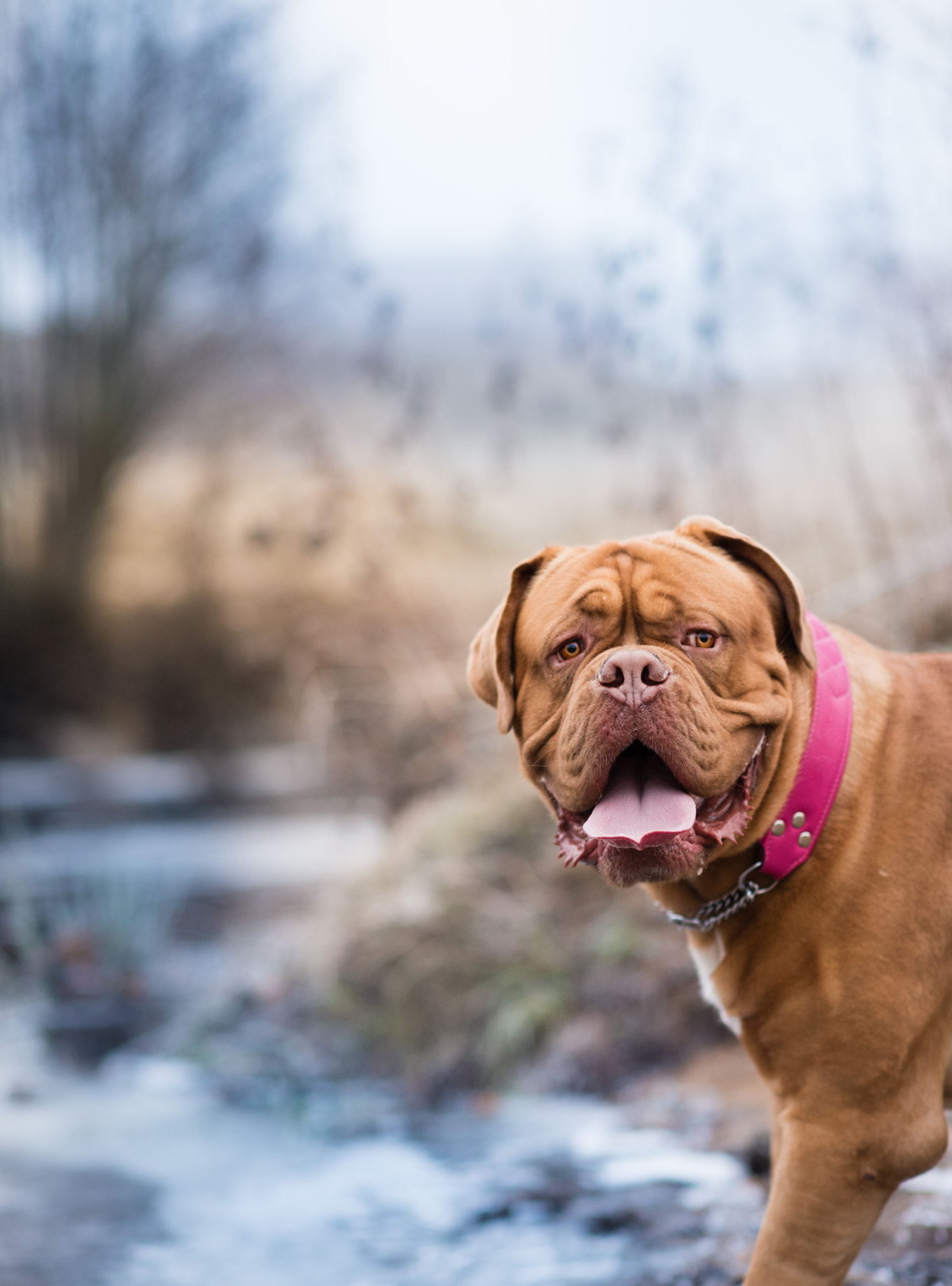 Nikon D810 + Nikon AF-S Nikkor 85mm F1.4G sample photo. Krut by the creek photography