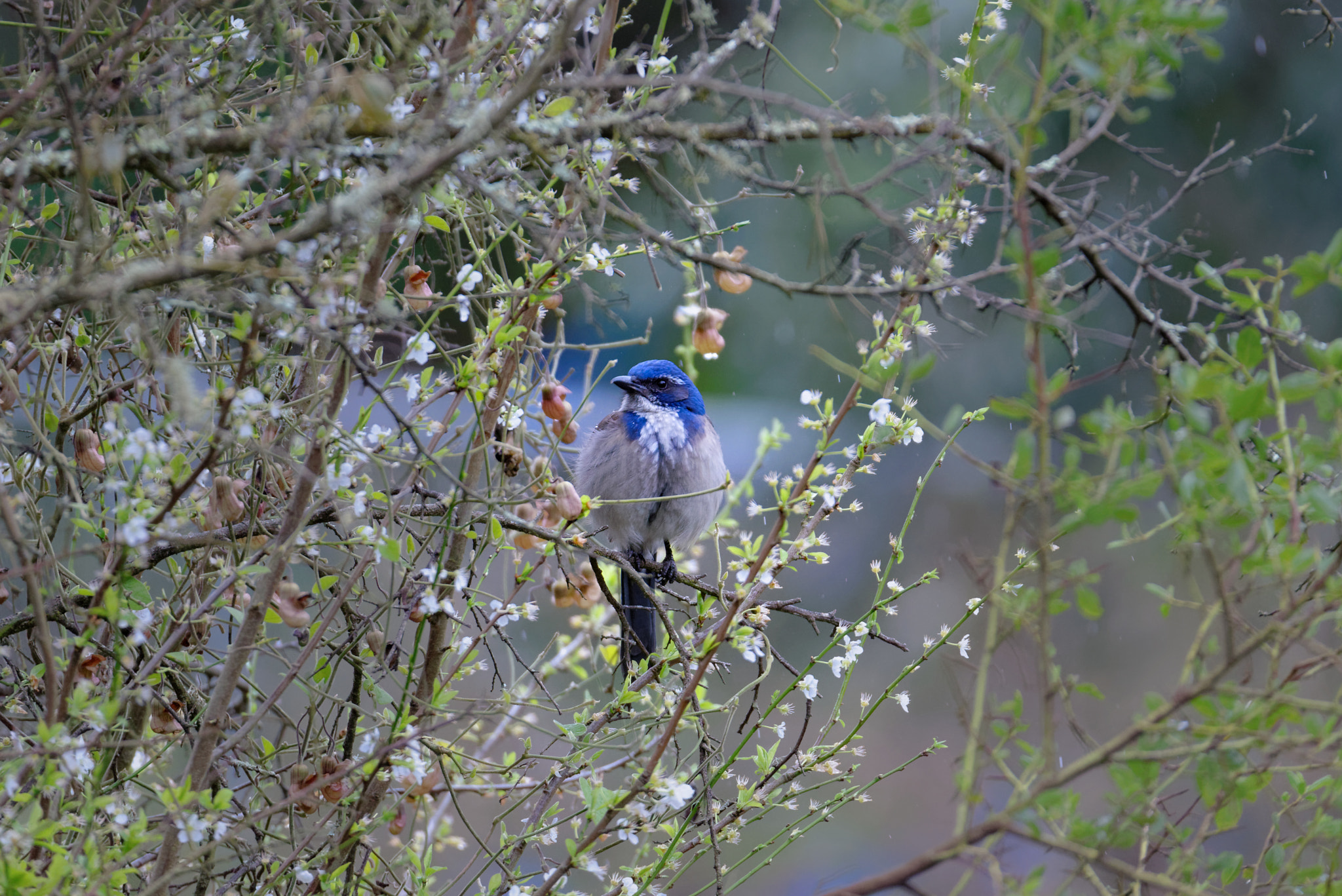 Nikon D800 + Sigma 150-600mm F5-6.3 DG OS HSM | S sample photo. California scrub-jay photography