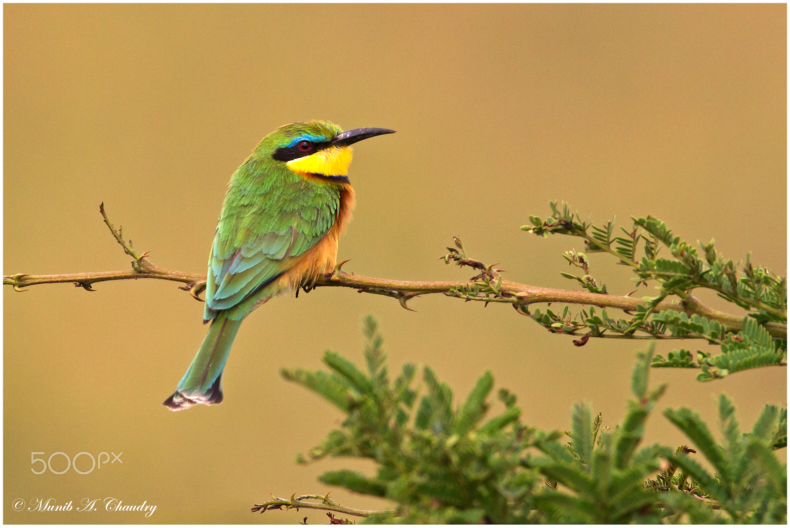 Canon EOS-1D Mark IV + Canon EF 600mm f/4L IS sample photo. The bee gobbler! photography