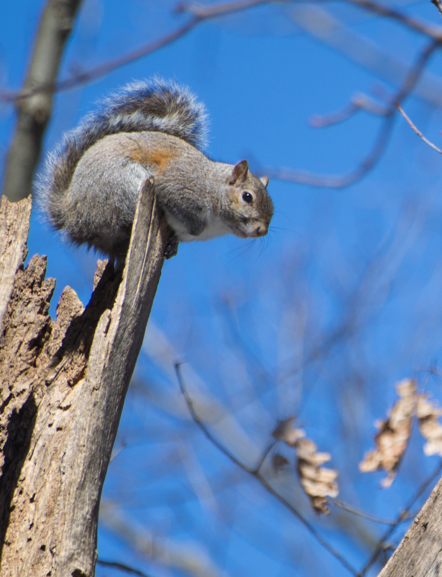 Nikon D3100 sample photo. Squirrel ready to jump photography