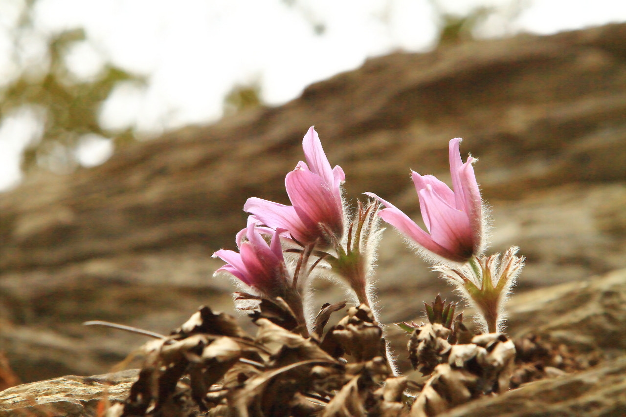Canon EF 70-200mm F2.8L USM sample photo. Korea east river pasqueflower.2 photography