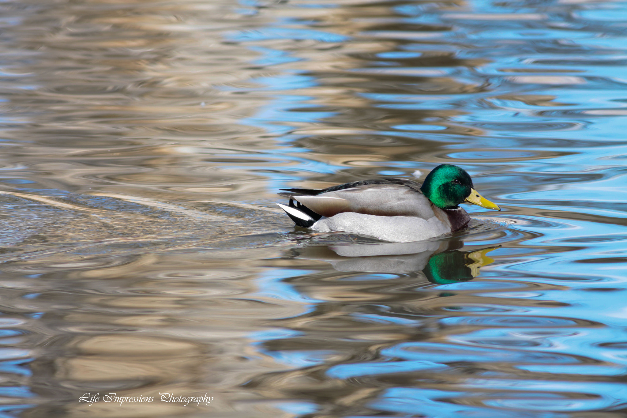 Canon EOS 50D + Canon EF 400mm F5.6L USM sample photo. Duck photography