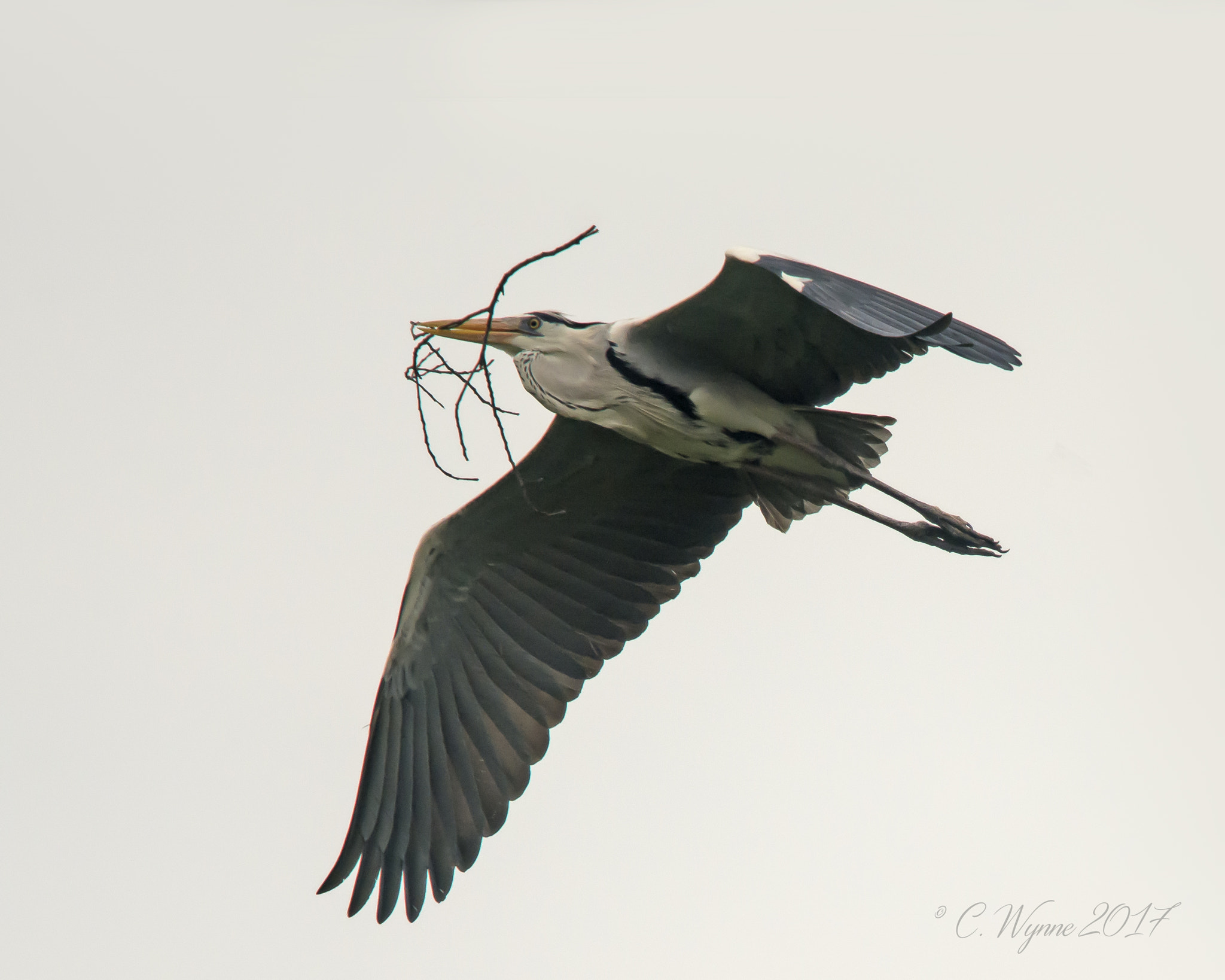 Nikon Nikkor AF-S 300mm F4E PF ED VR sample photo. Grey heron photography