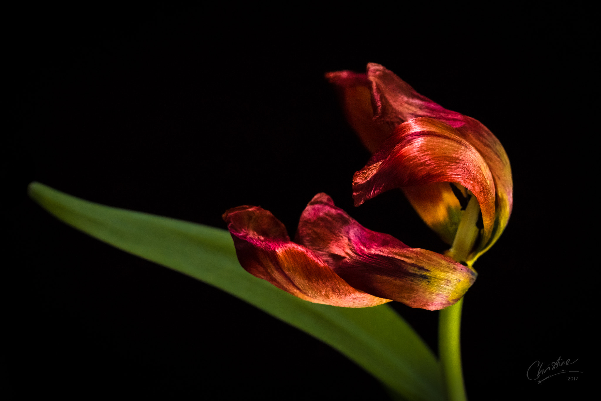 Canon EF-S 60mm F2.8 Macro USM sample photo. Curls in the wind photography